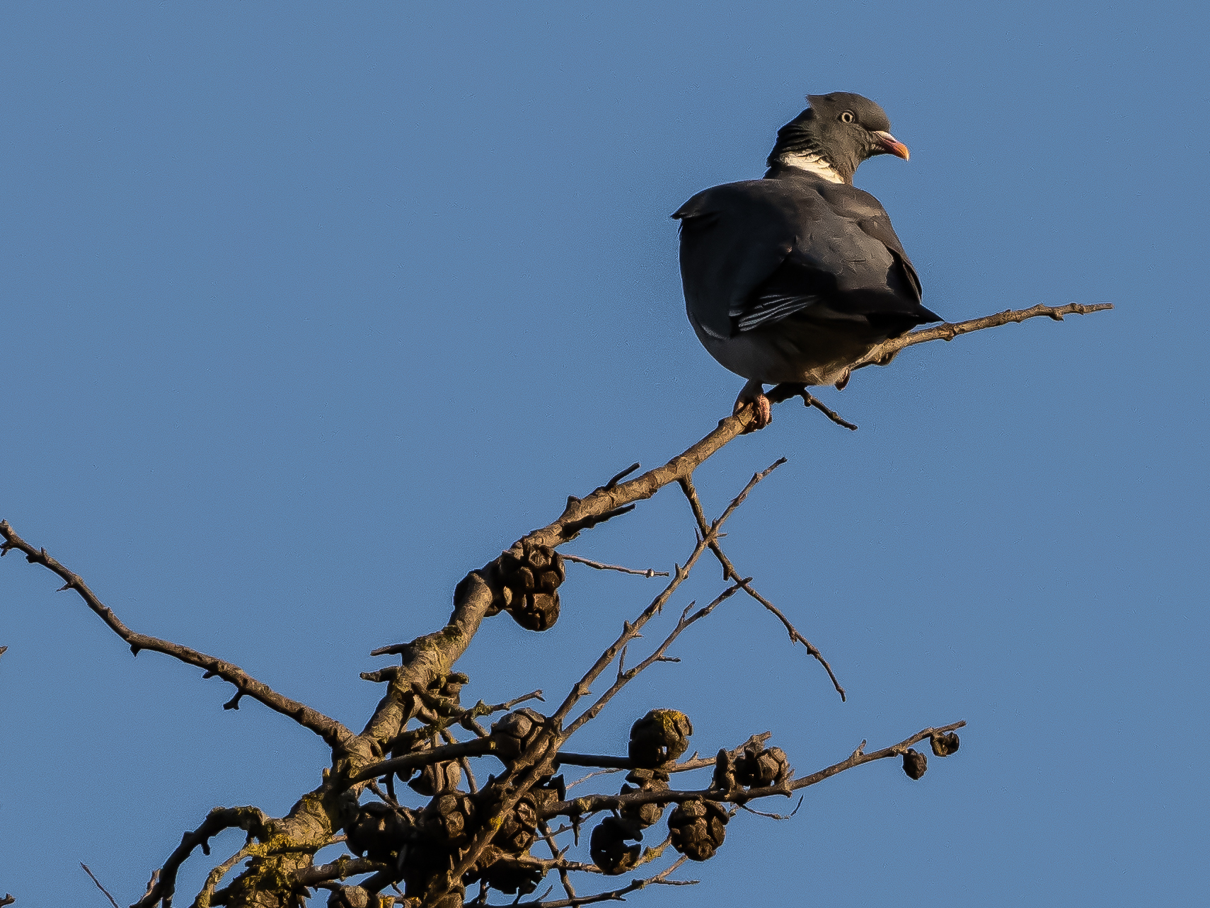 European Dove ? Columba palumbus L., 1758