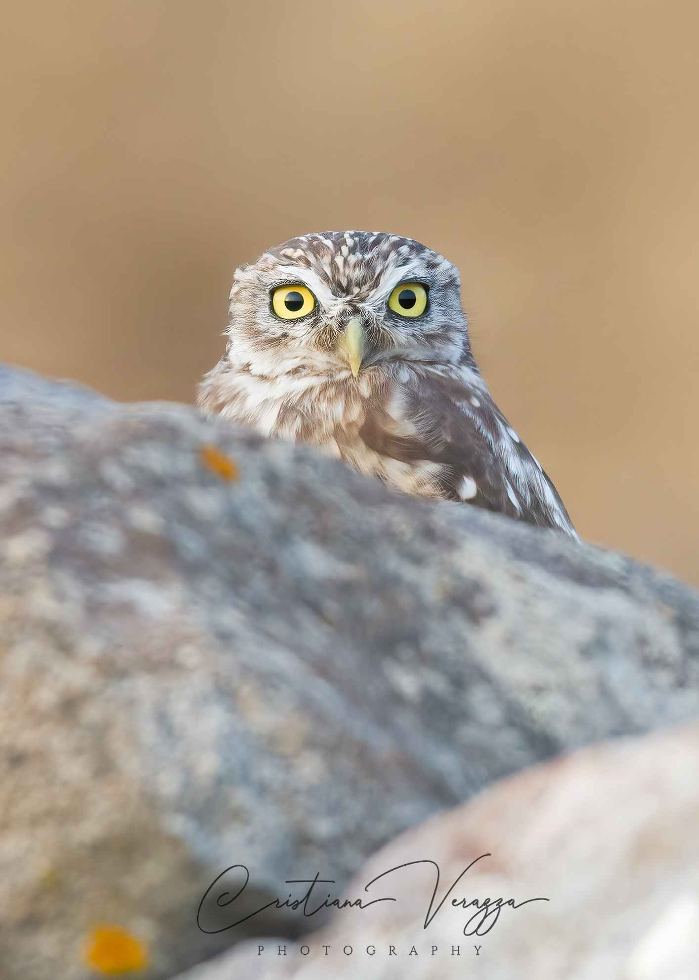 Look at me!  (Owl, Athene Noctua).