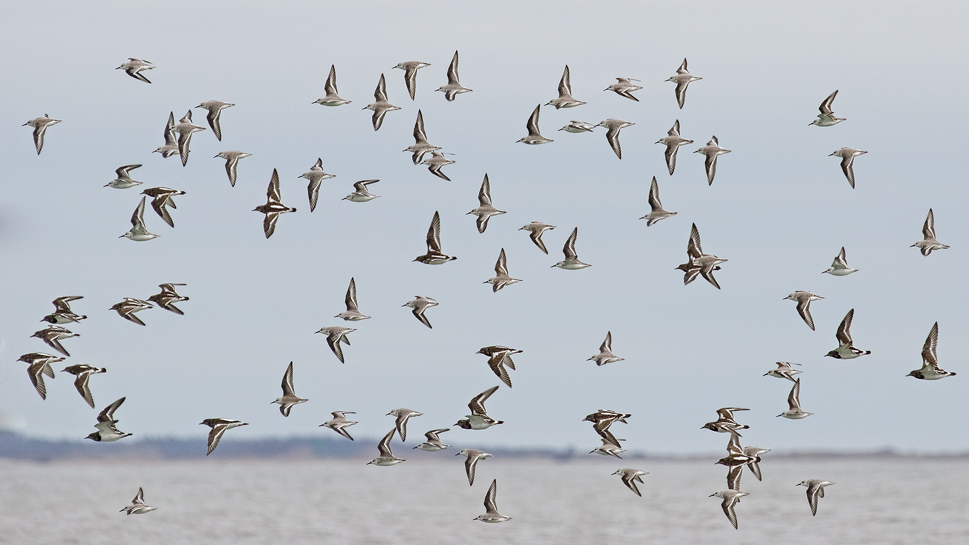 piovanelli tridattili e voltapietre