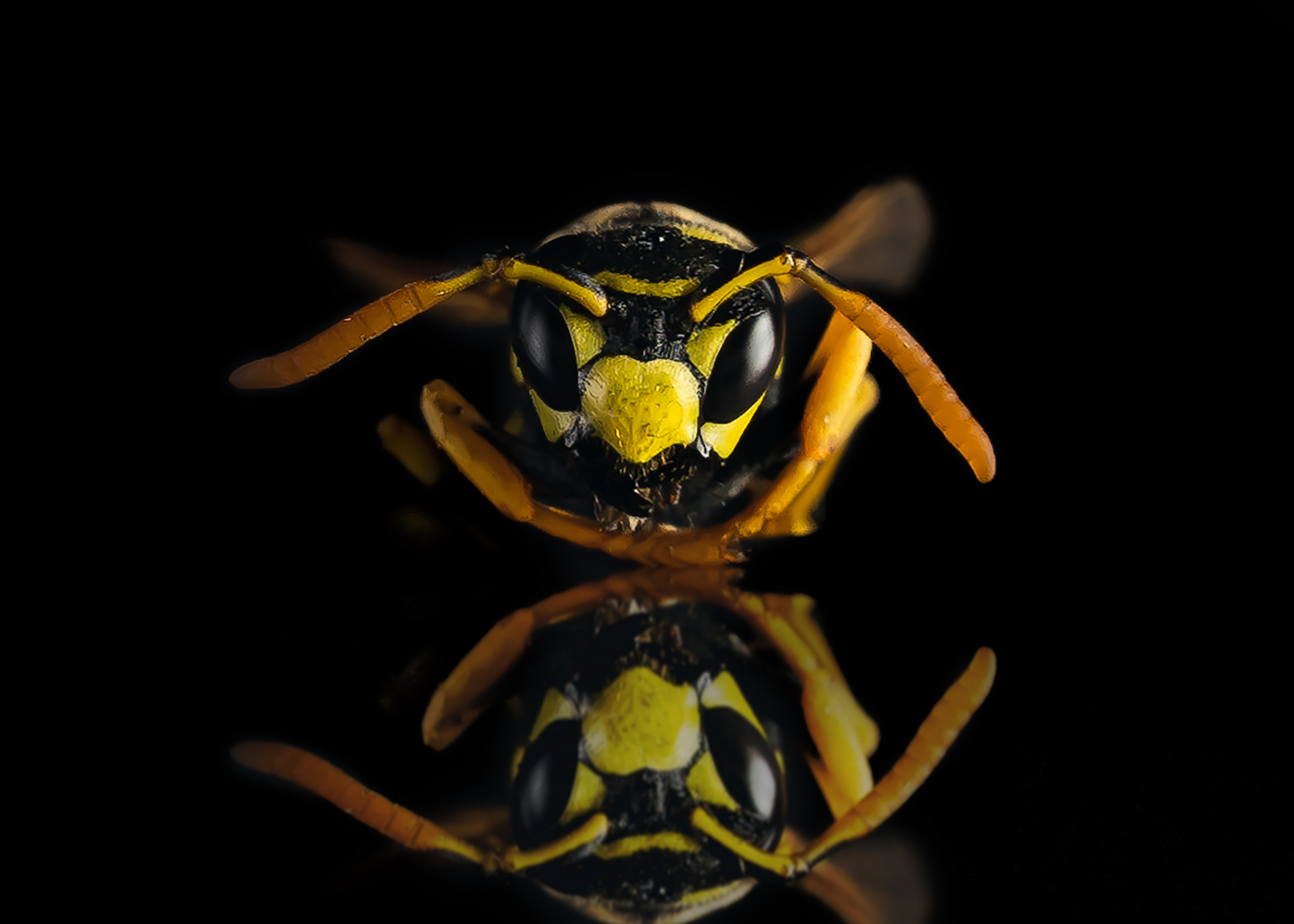 Wasp
