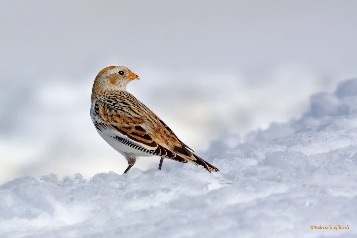 Plectrophenax mivalis (Zigolo delle nevi)