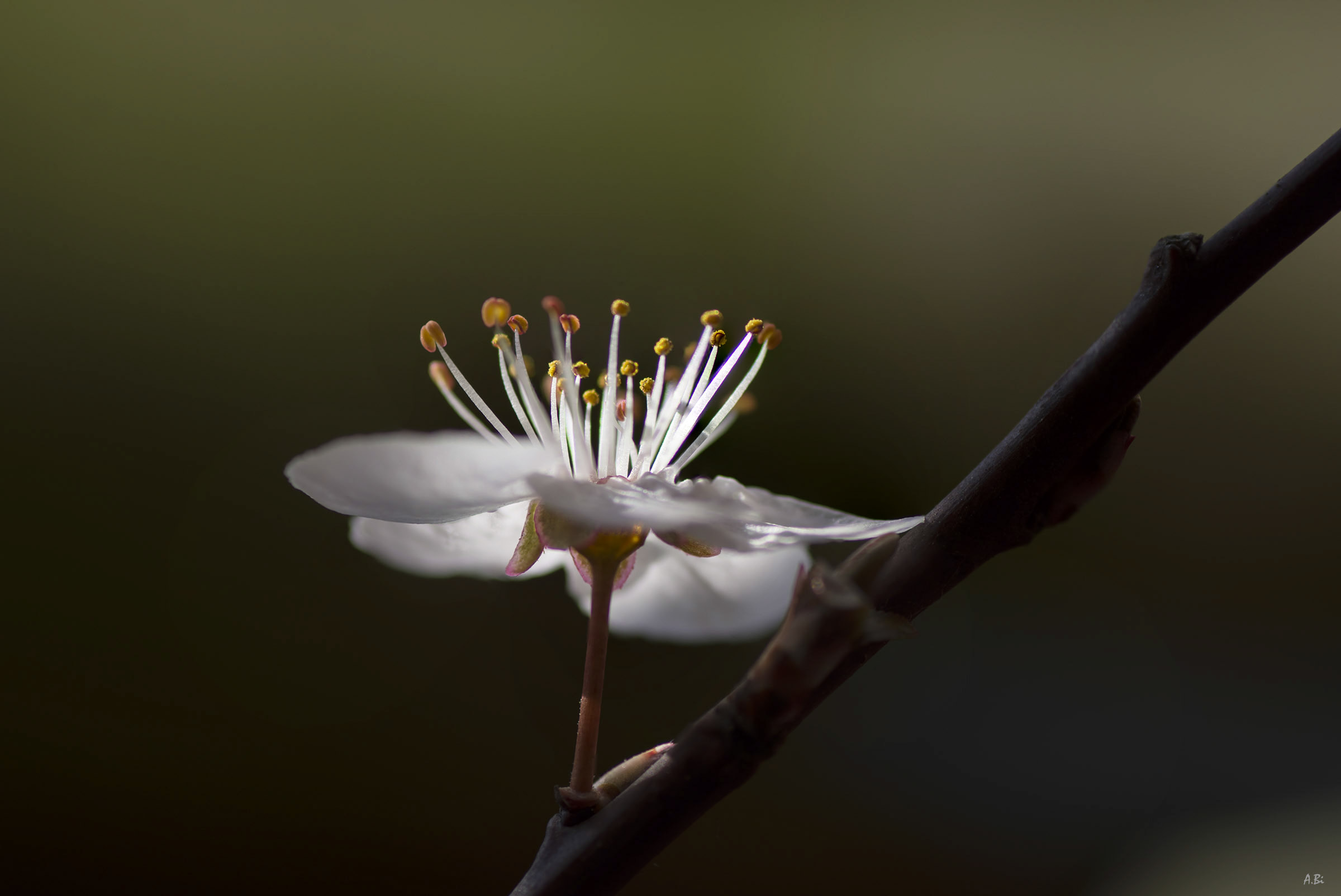Malgrado tutto è primavera