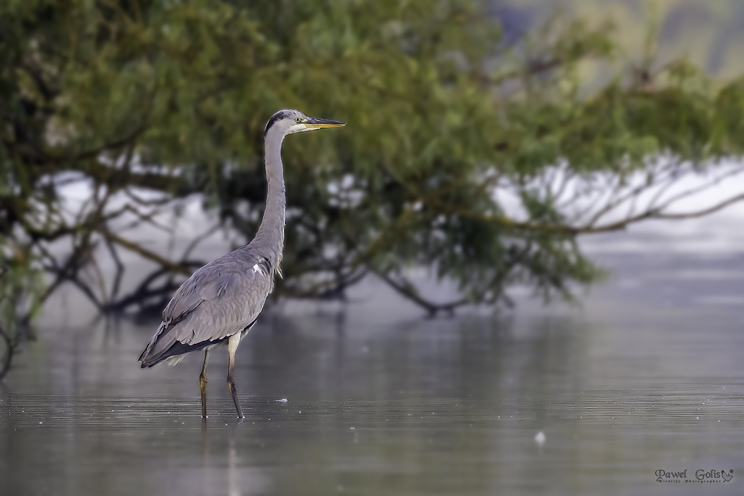 Aironi grigi (Ardea cinerea)