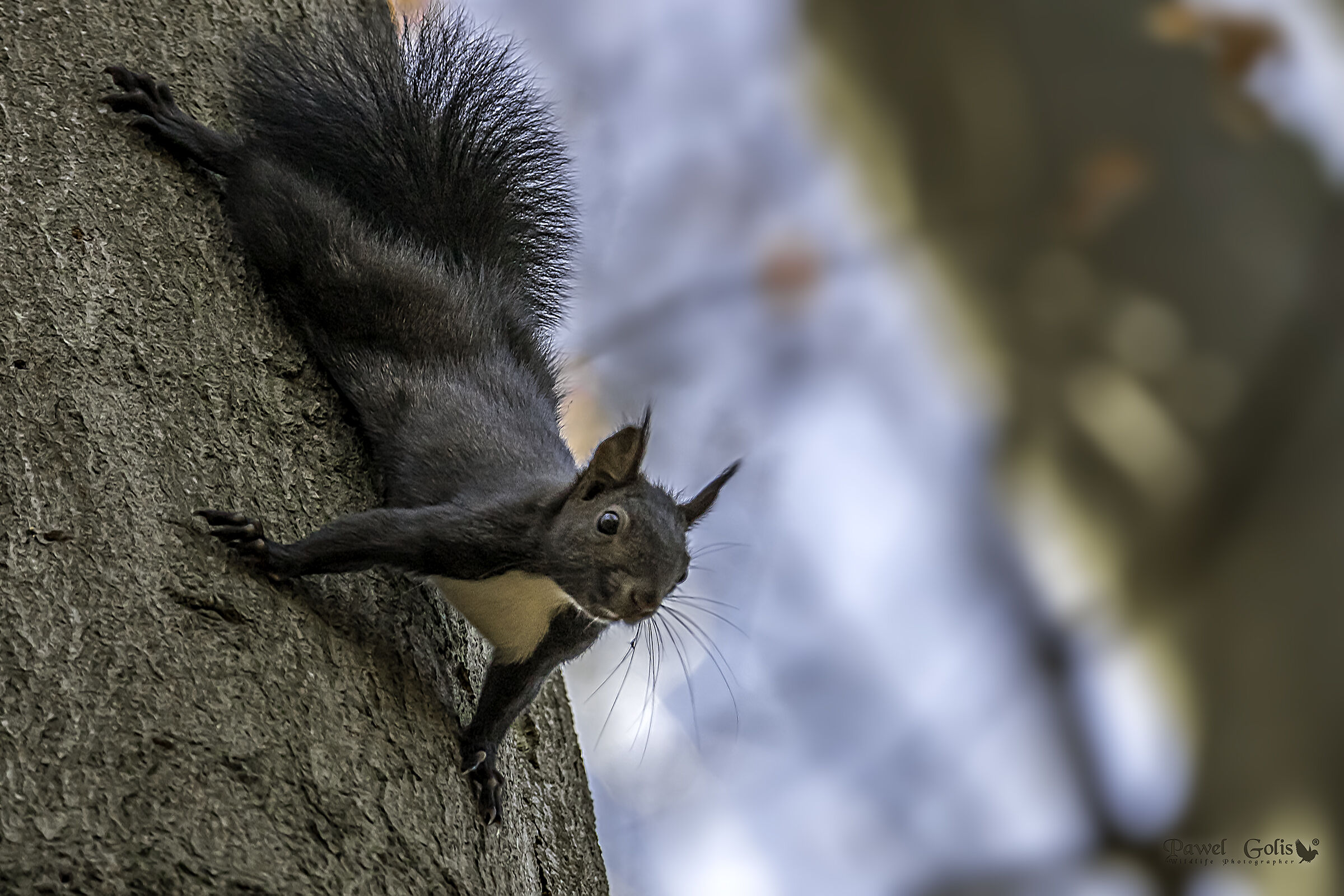 Sciurus carolinensis