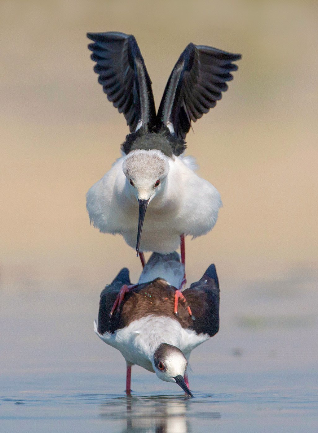 coupling knights of Italy