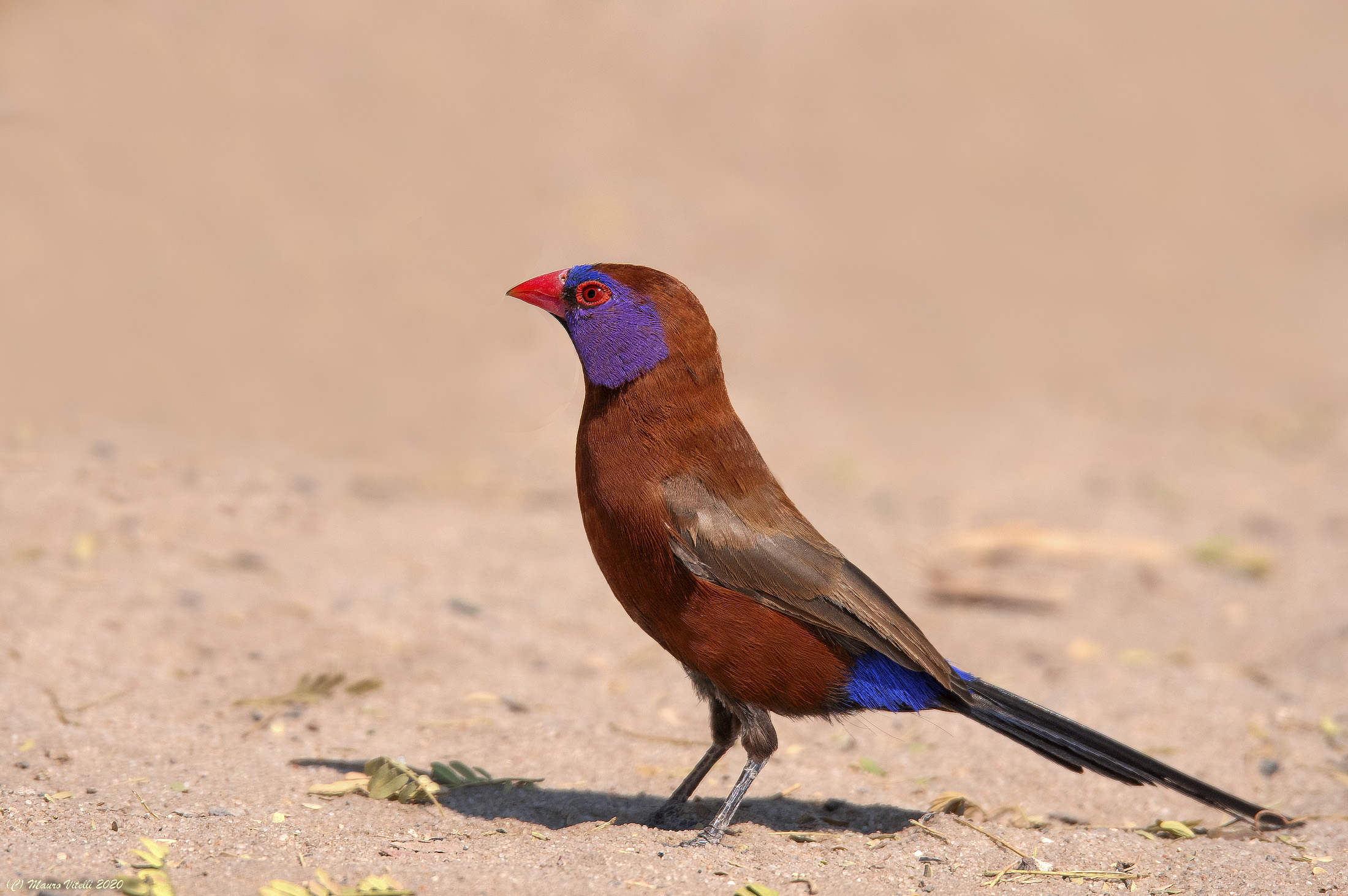 Purple cheek greed (Uraeginthus granatinus)