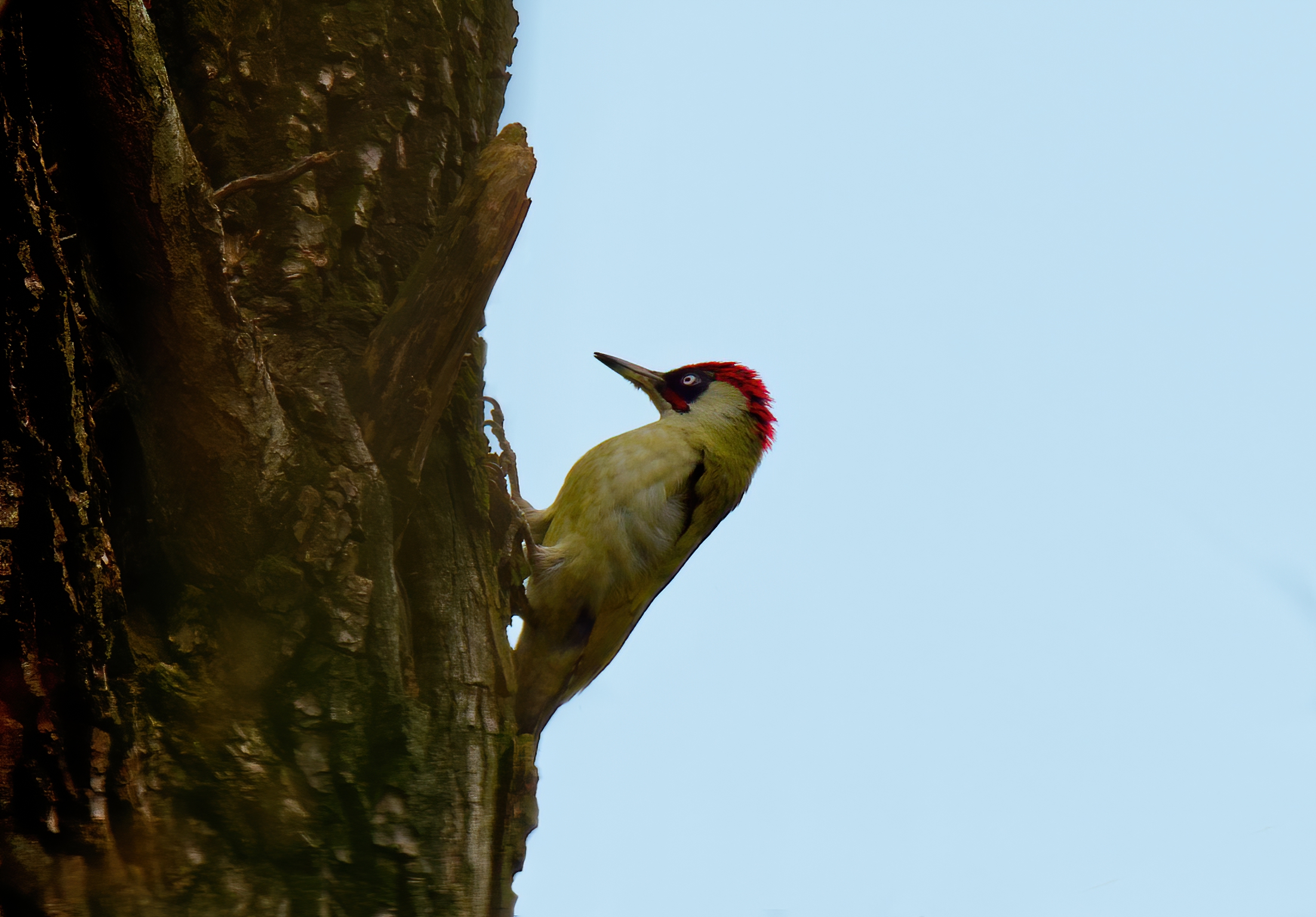 Male green woodpecker