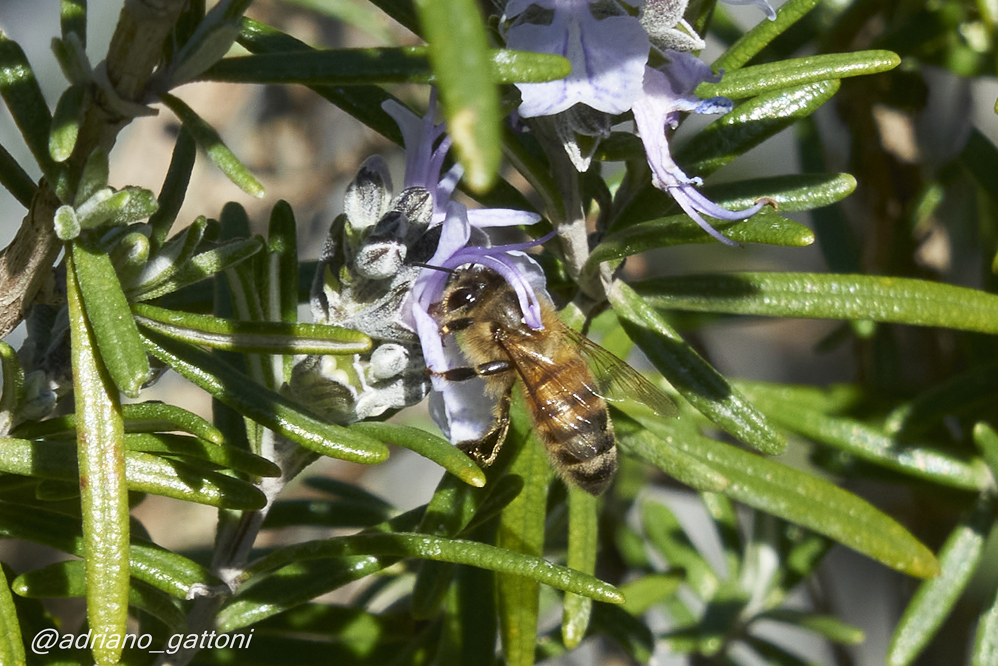 A casa mia sono ritornate le api