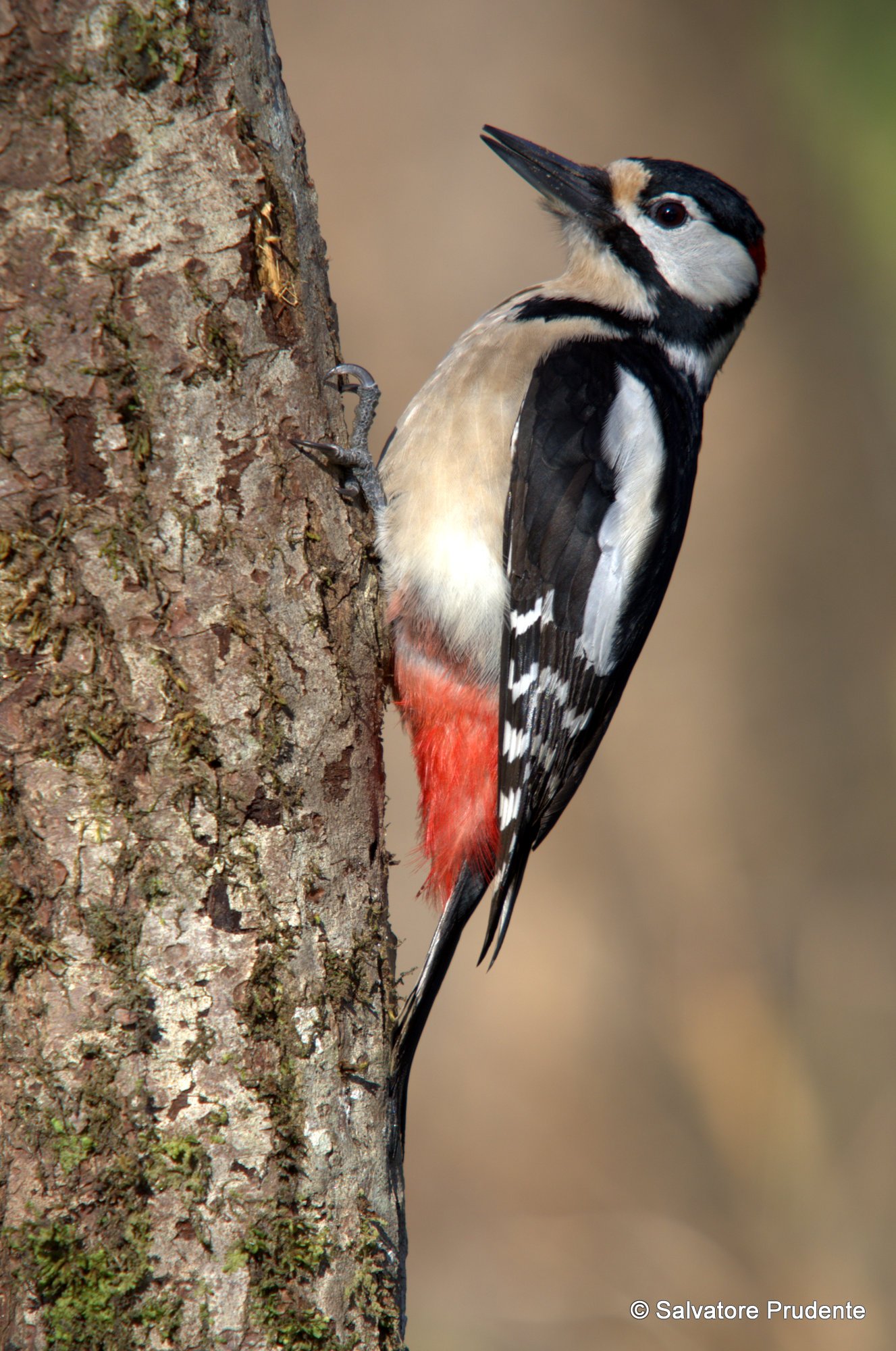 A male great spotted woodpecker