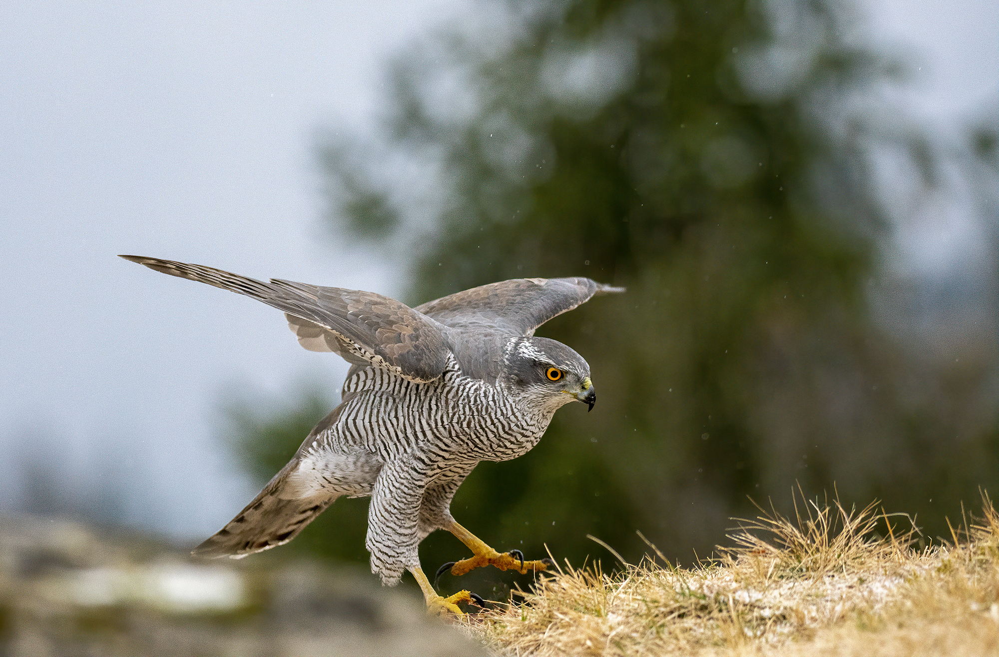 Goshawk