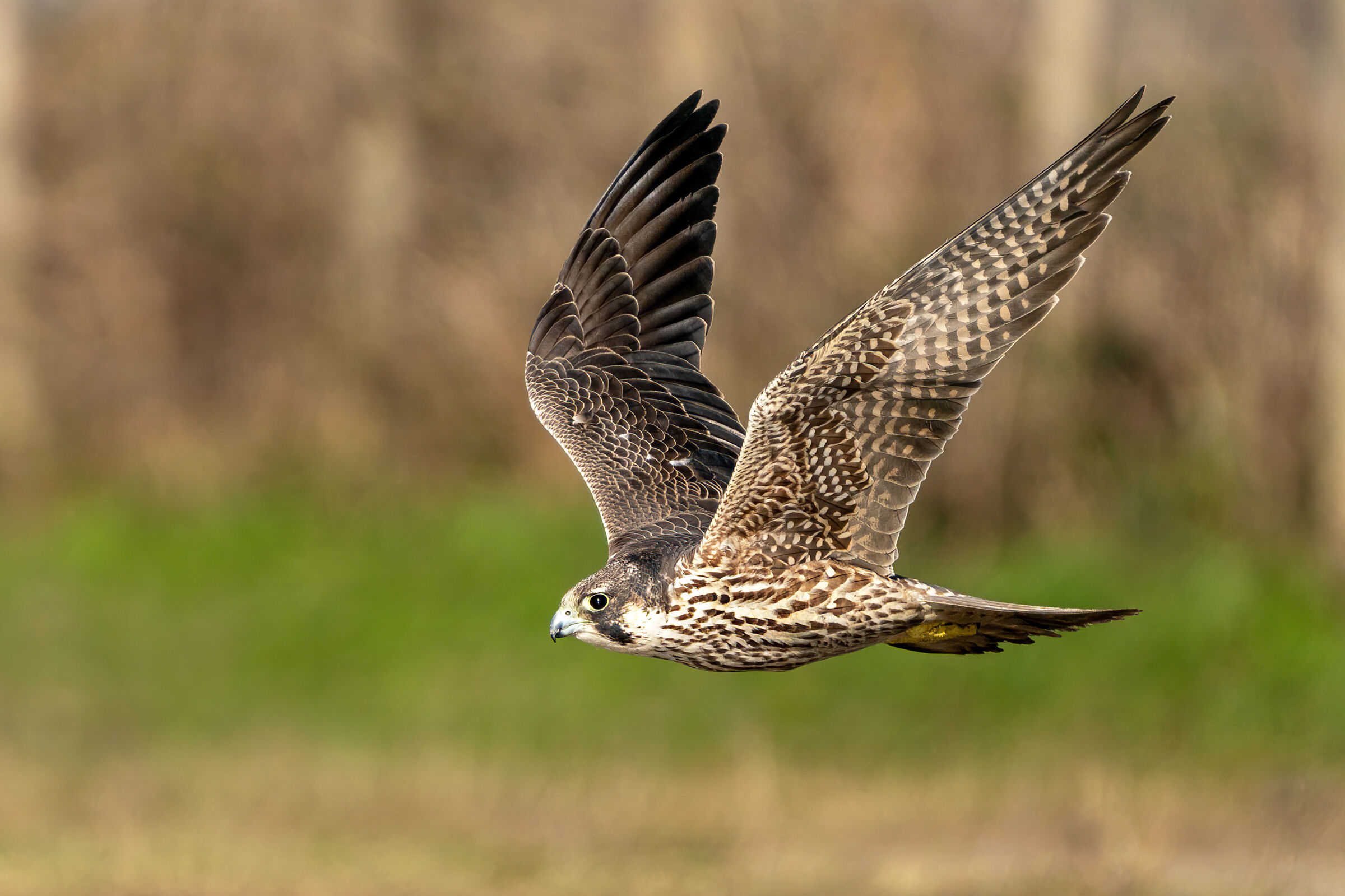 Falco pellegrino Calidus