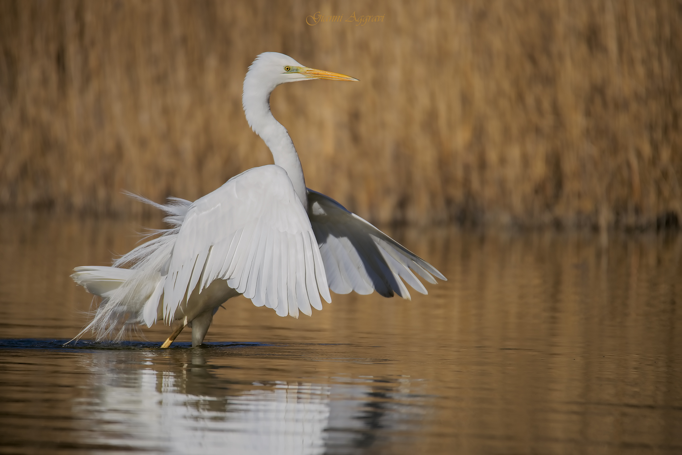 Airone bianco maggiore