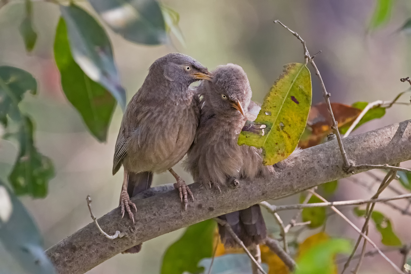 Jungle Babbler