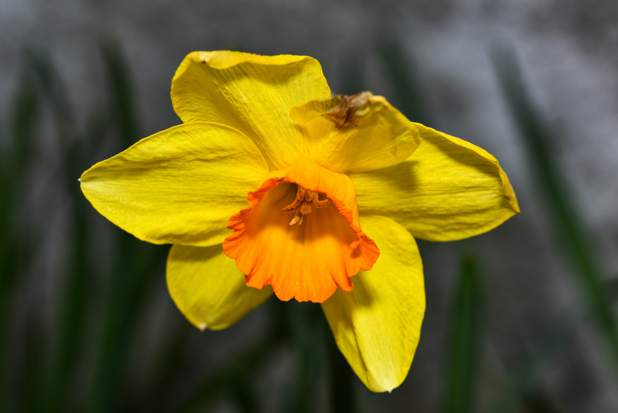 narciso del giardino ( al tempo del coronavirus )