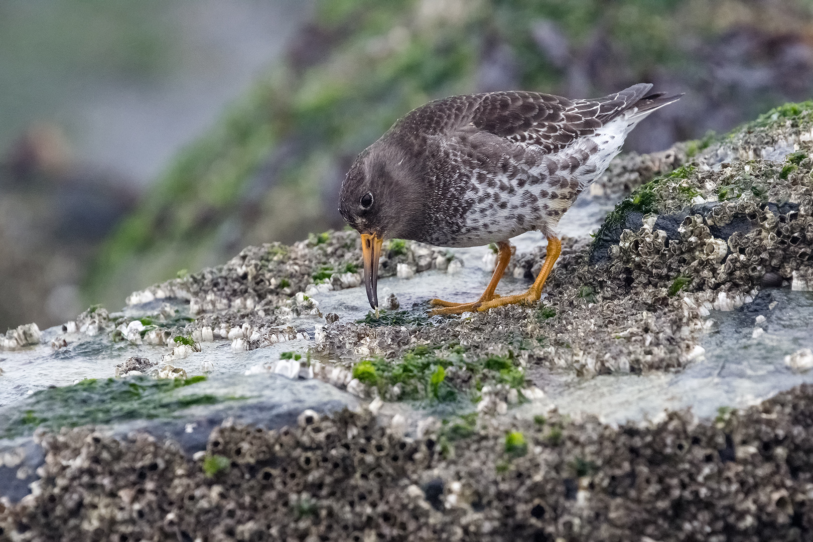 looking for barnacles