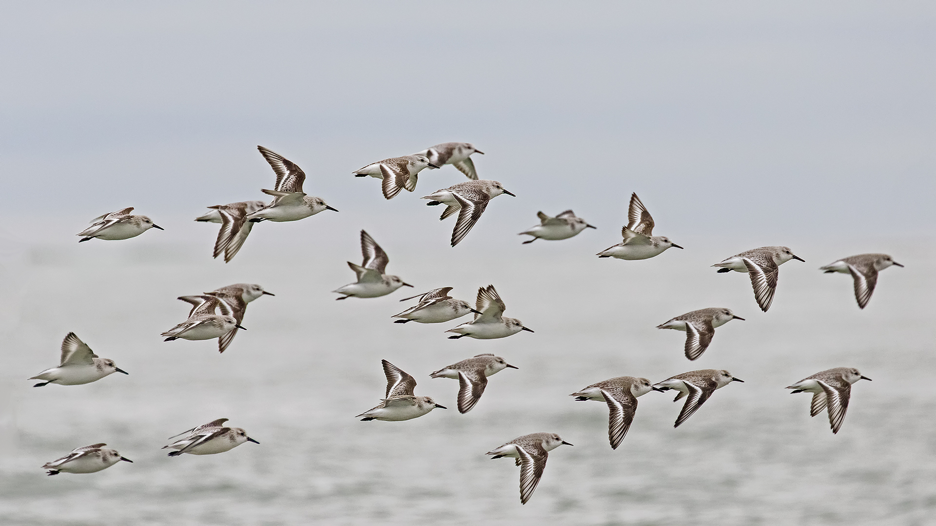 piovanelli tridattili