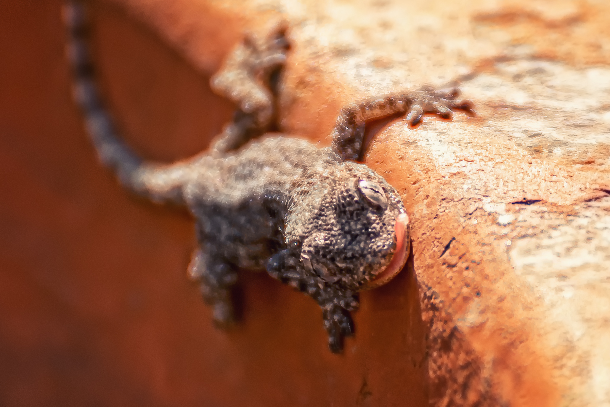 Small of Mauritanian Tarentola (Common Geco) 2.0