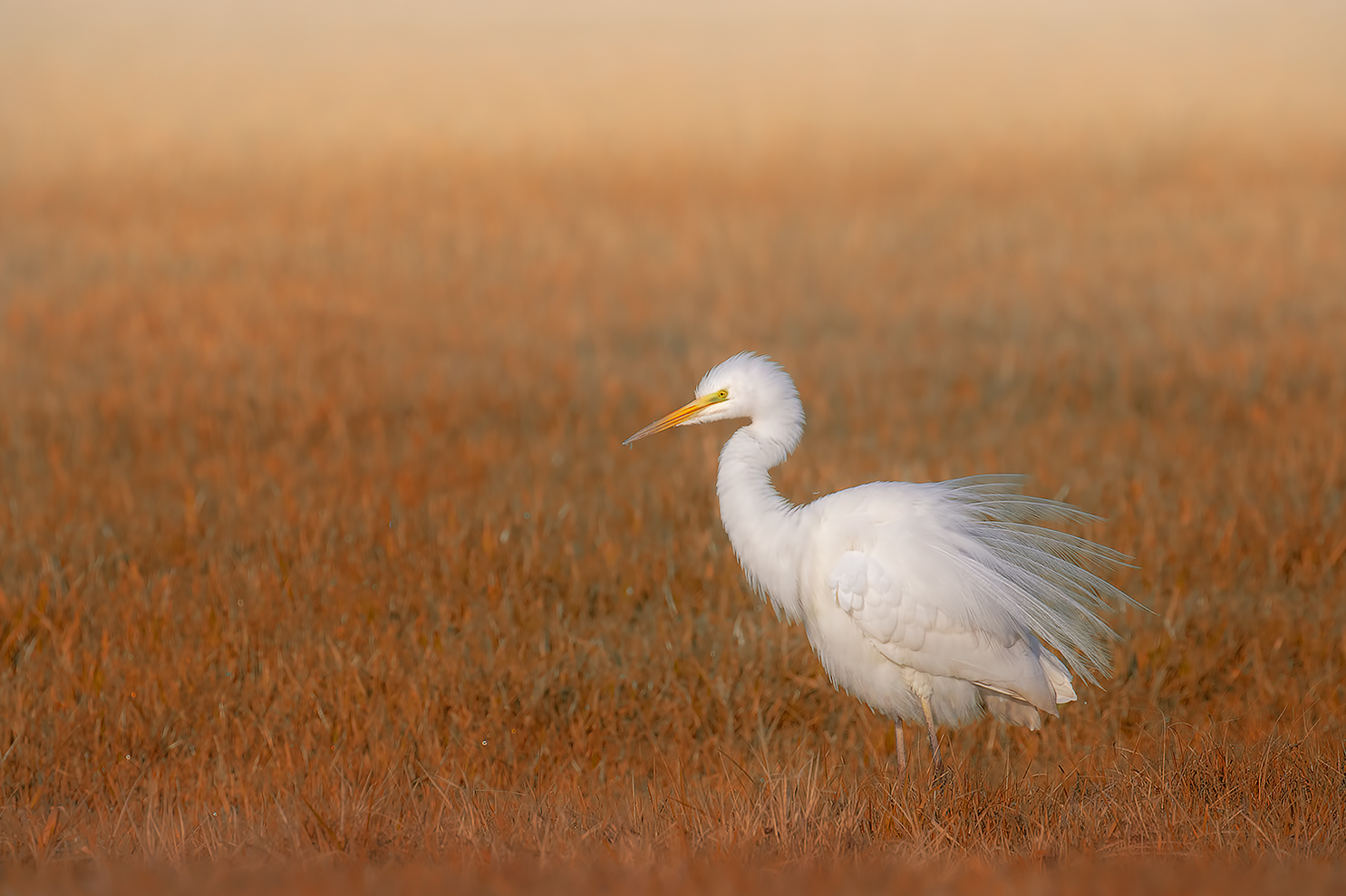 Airone bianco maggiore