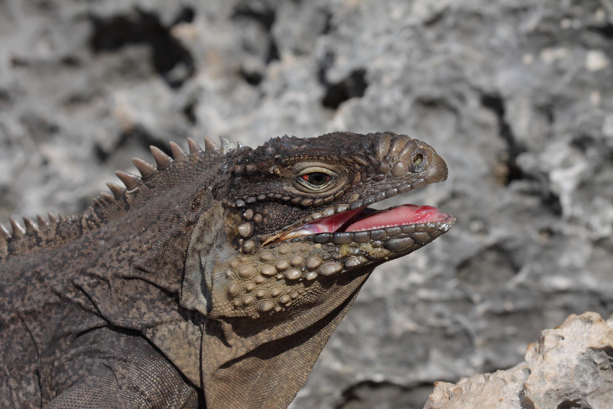 Faccia vedere la lingua...