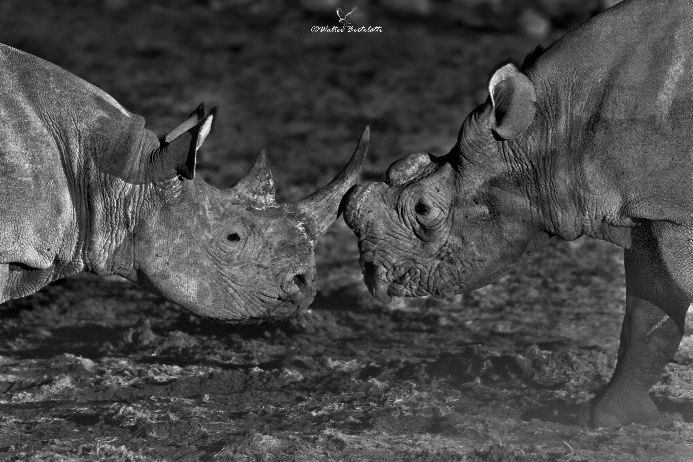 le notti di Okaukukejo