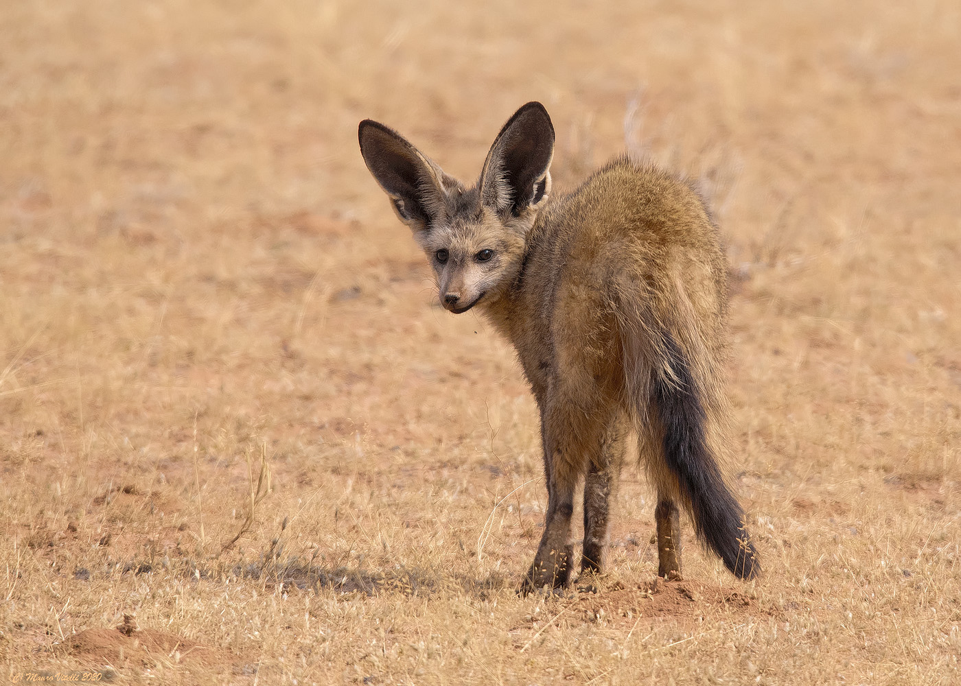 Otocione (Otocyon megalotis)