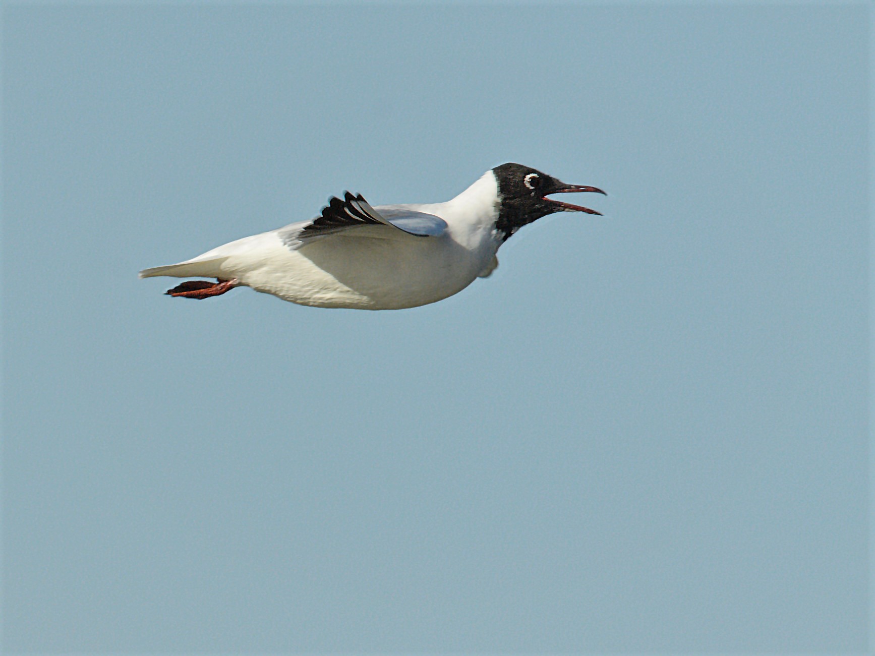 seagull or flying penguin?
