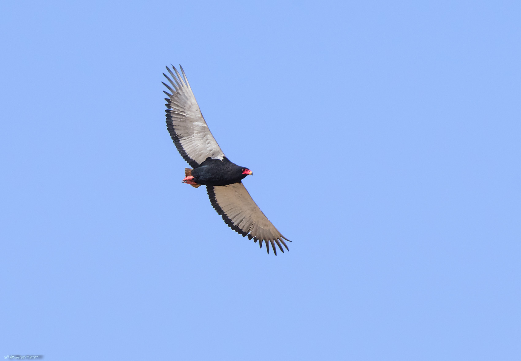 Falco Juggler (Terathopius ecaudatus)