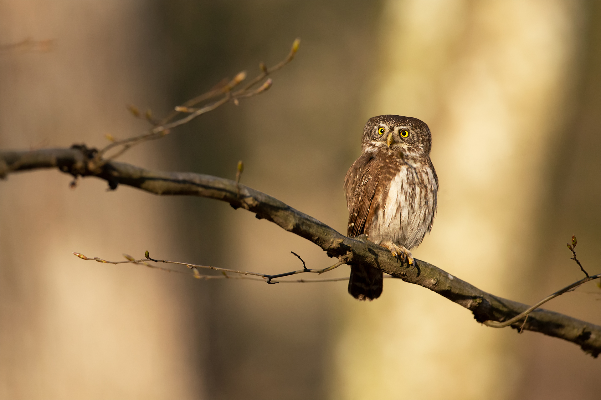 Glaucidium passerinum (Eurasian pygmy owl)