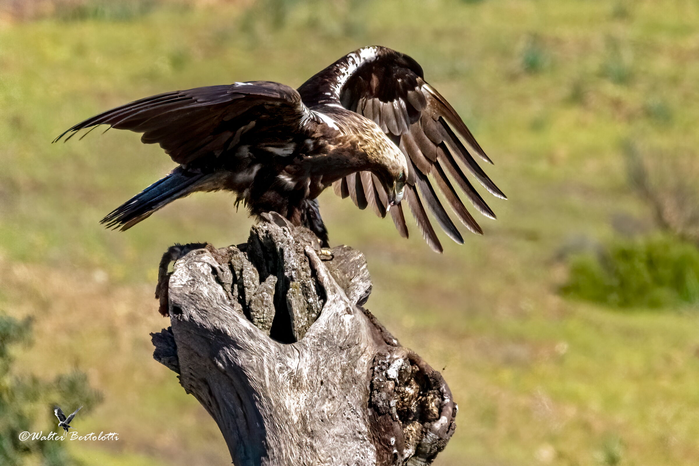 aquila imperiale iberica