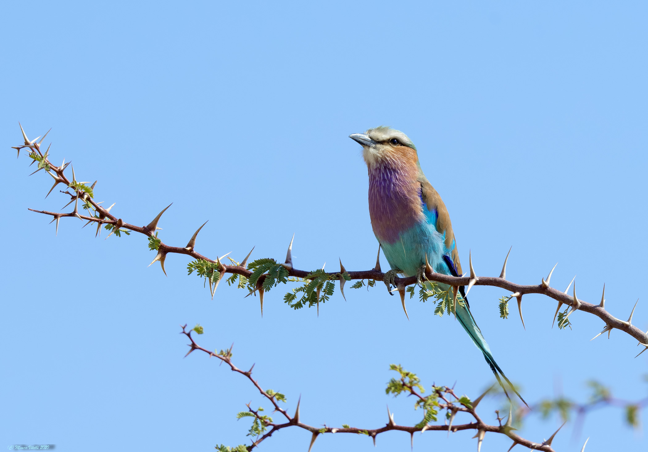 Pettolilla (Coracias caudatus)