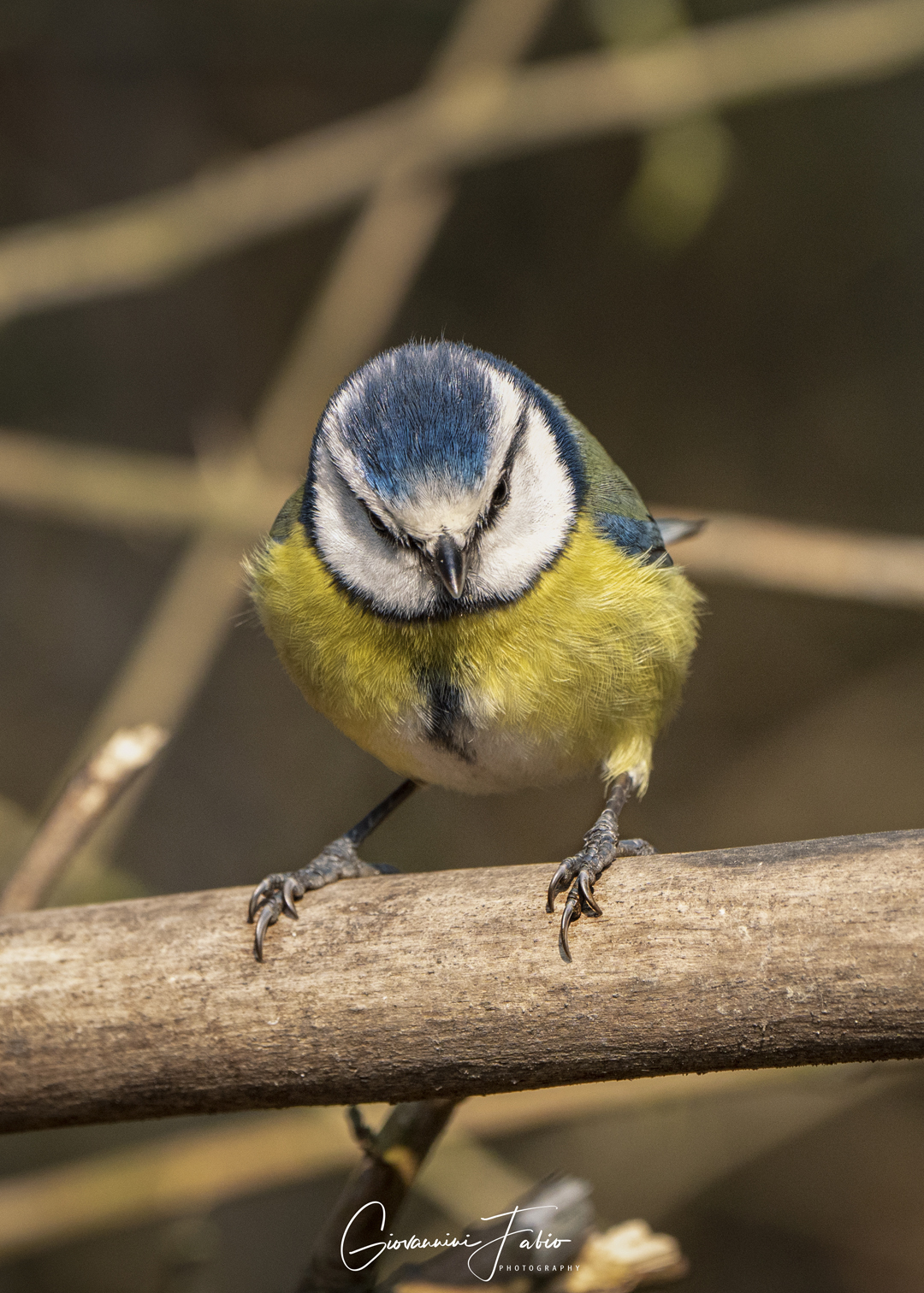 Stay home or get angry