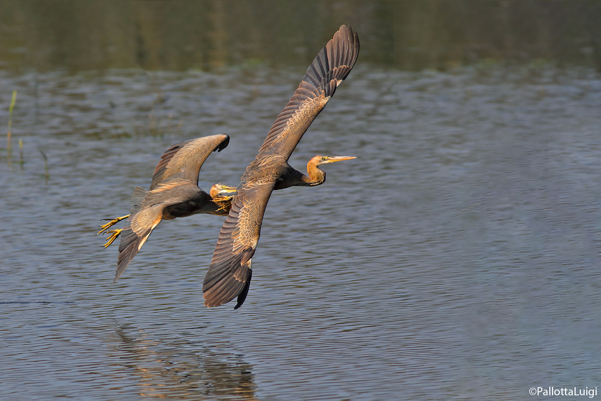 Red heron (Ardea purpurea)