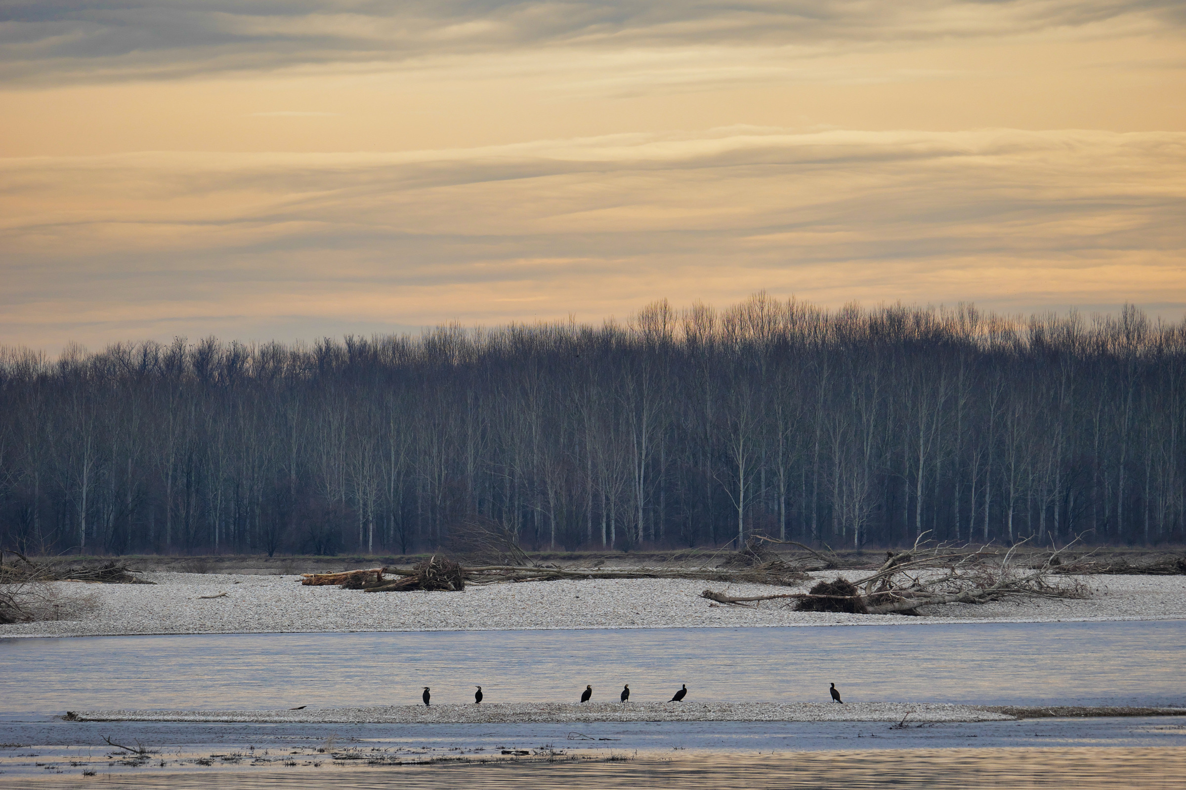 L'alba dei cormorani