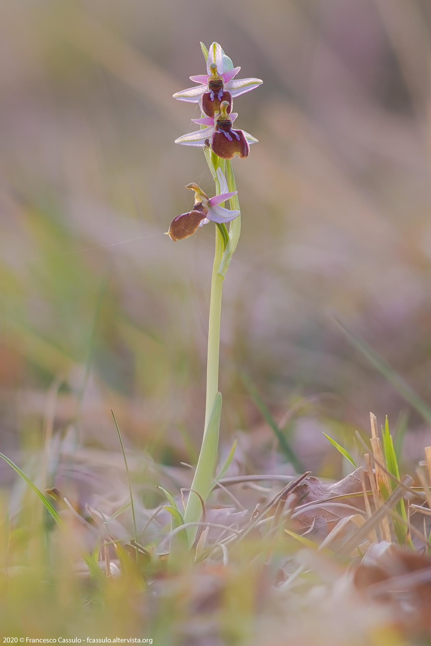 Ophrys exaltata montis-leonis (O.Danesh & E.Danesh) Soc