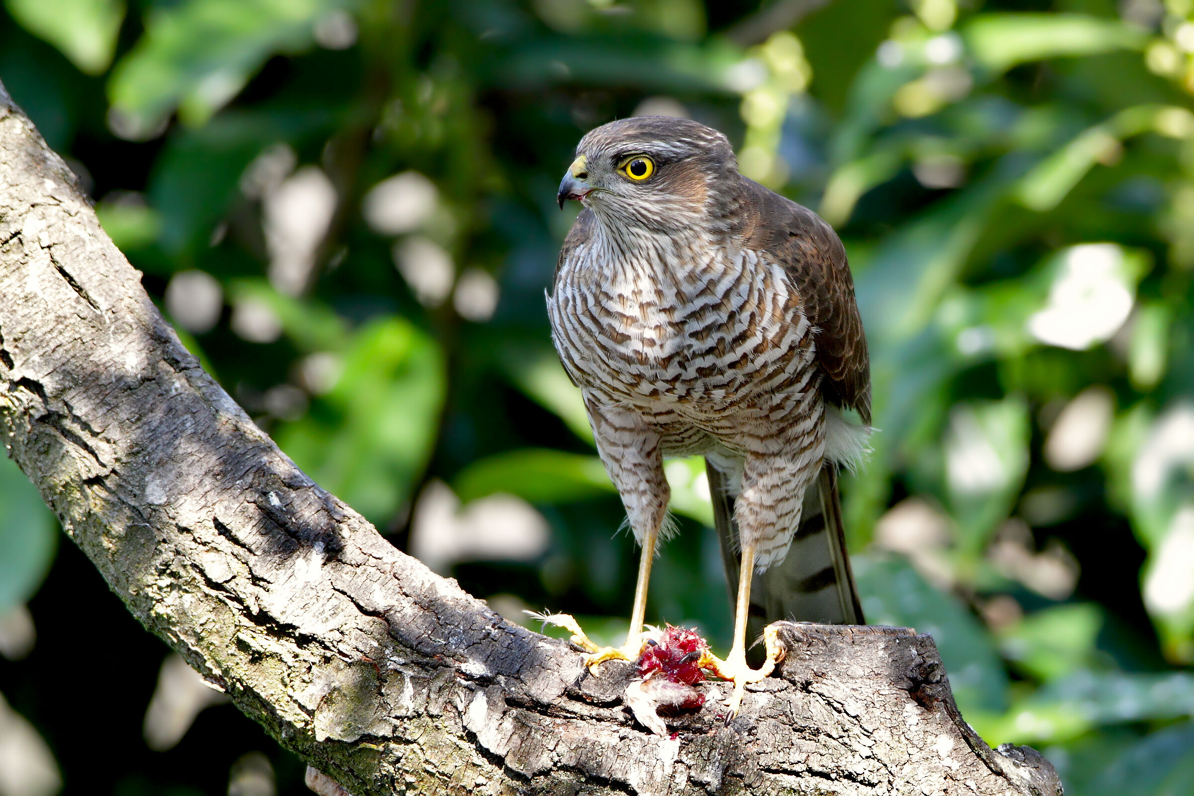 Lo Sparviere (F) nel mio giardino