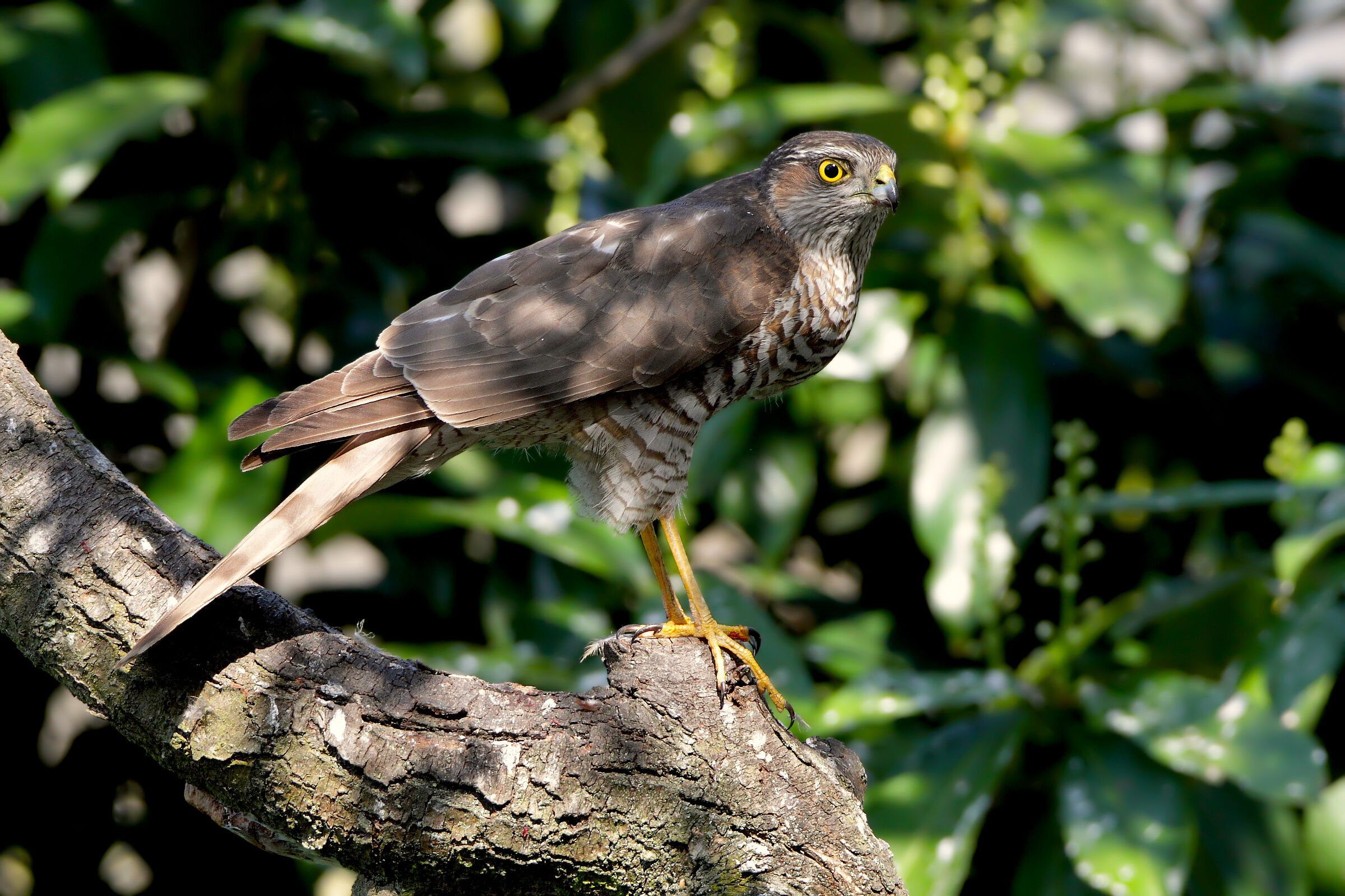 Lo Sparviere (F) nel mio giardino