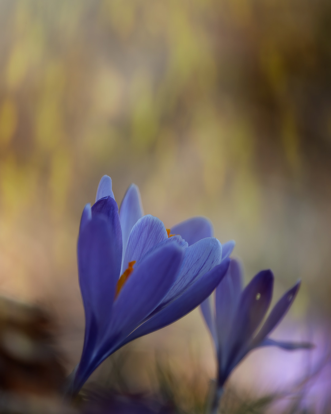 Crocus