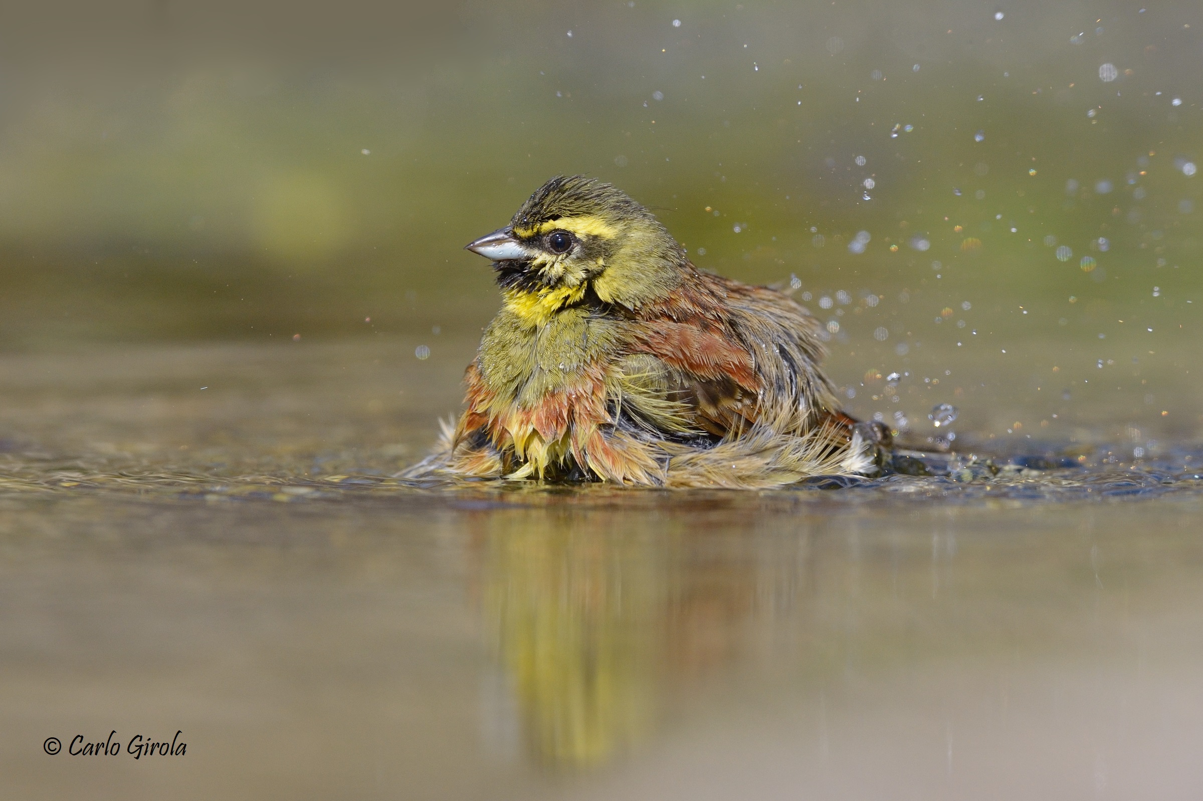 Black zigolo (Emberiza cirlus)