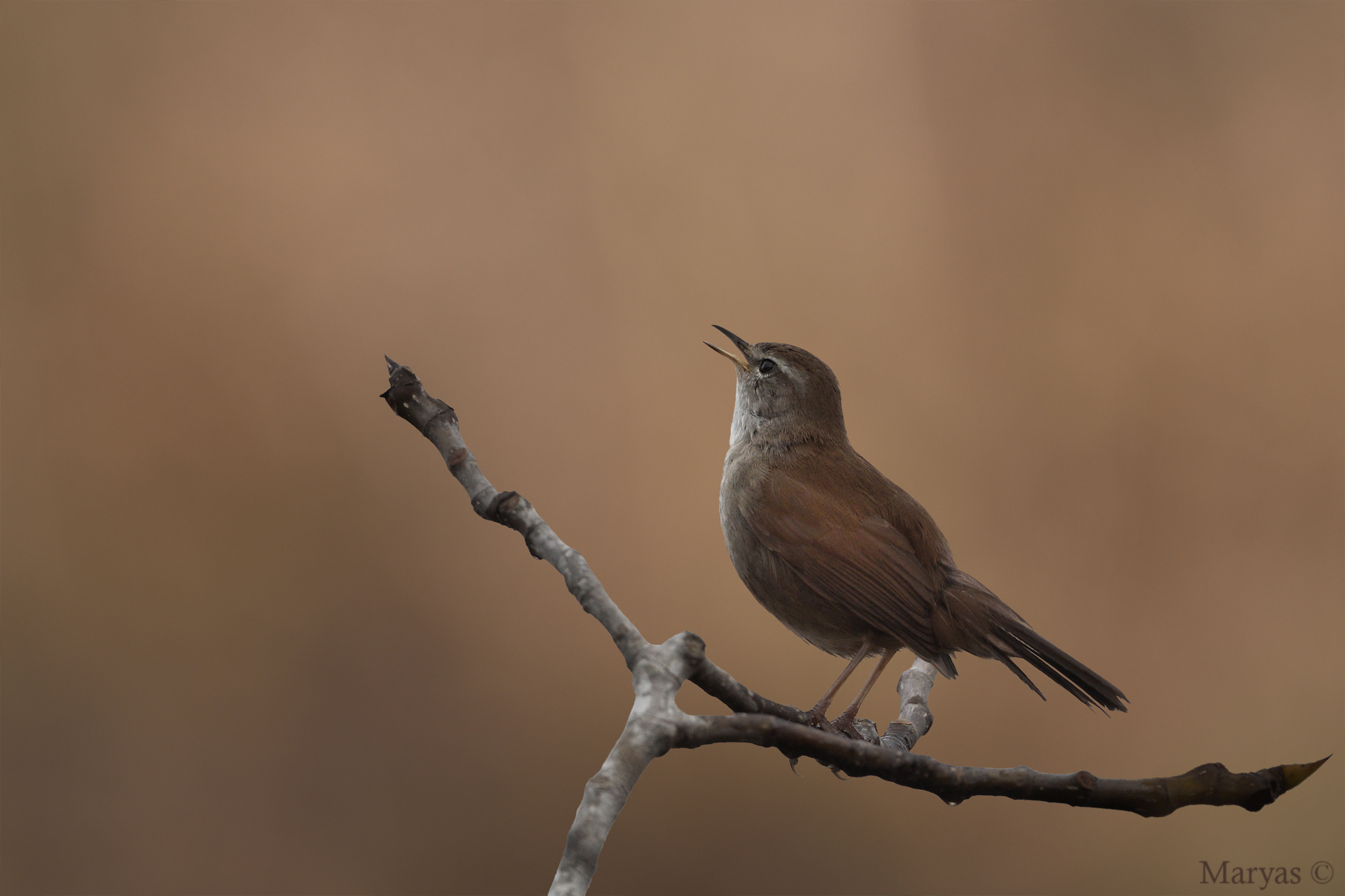 Usignolo di fiume in canto