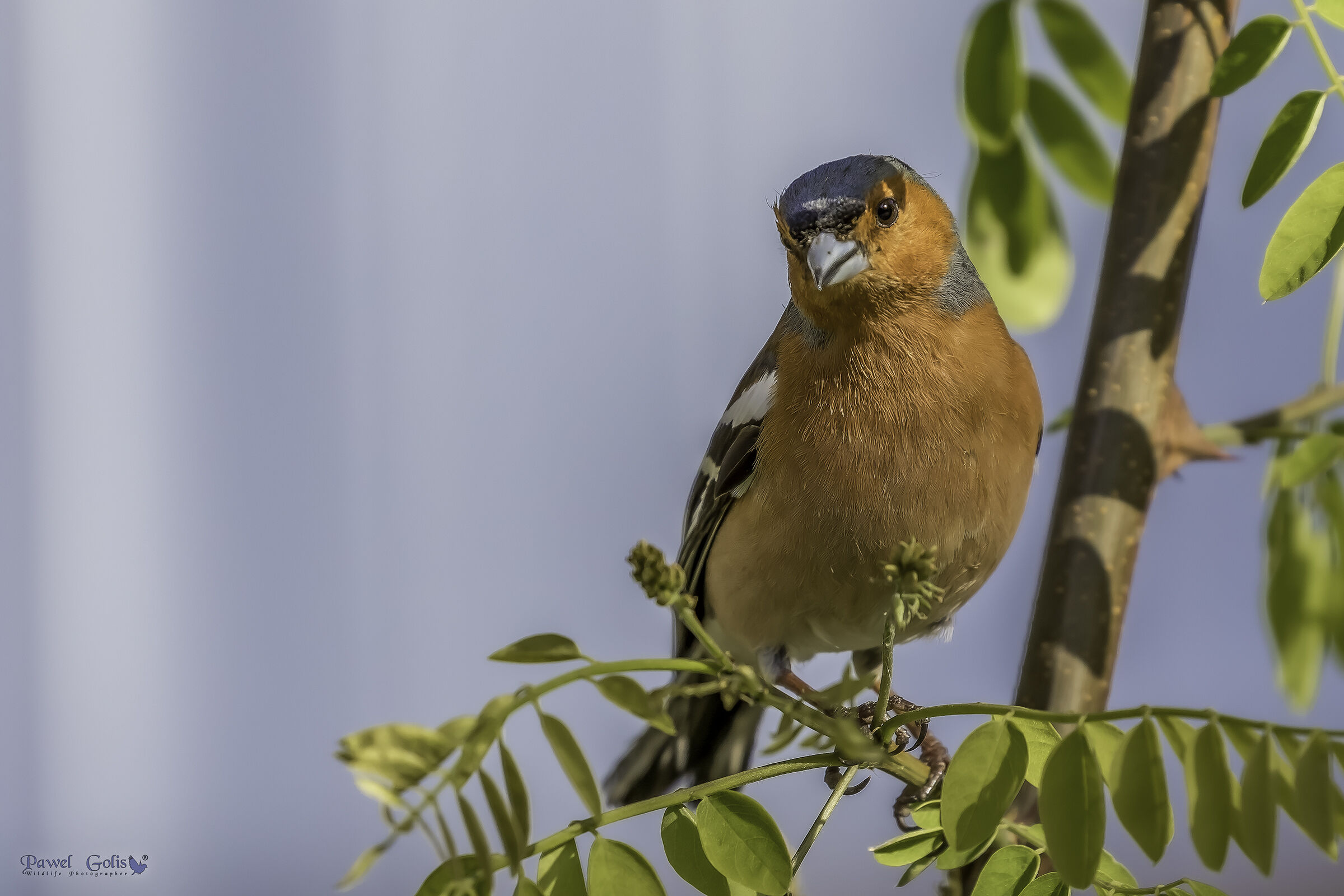 Chaffinch comune (Fringilla coelebs)