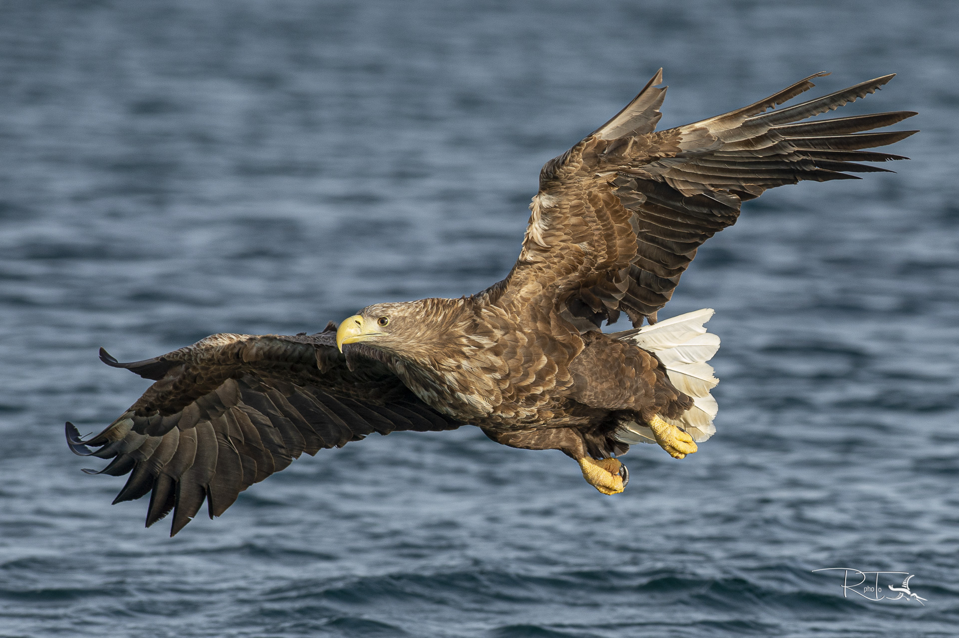 aquila di mare