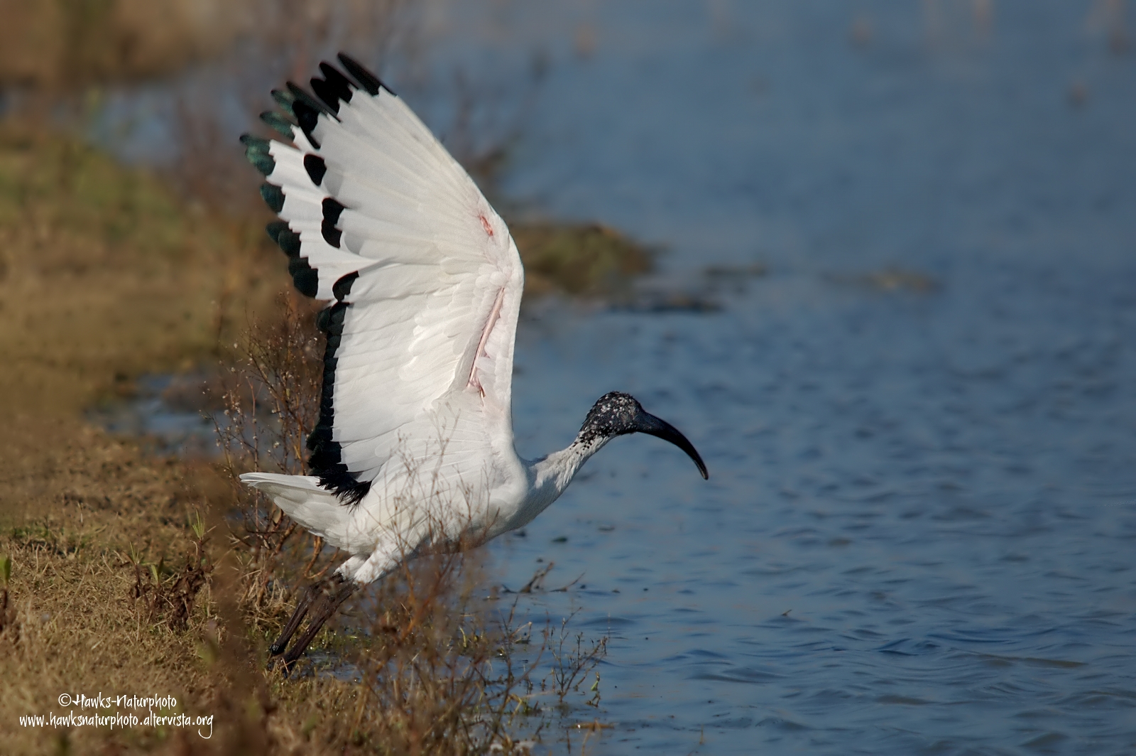 Sacred Ibis