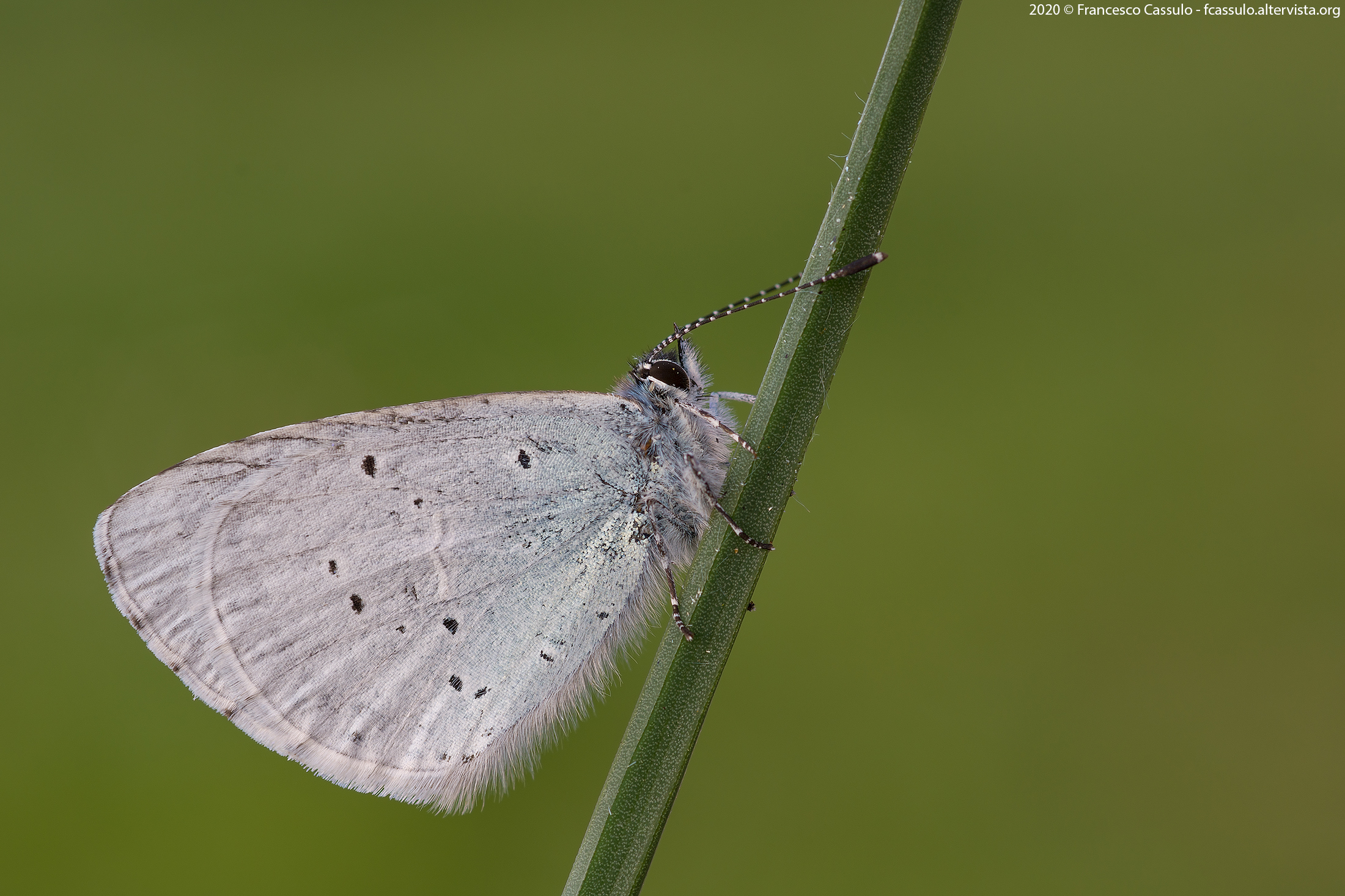Celastrina argiolus (Linnaeus, 1758)