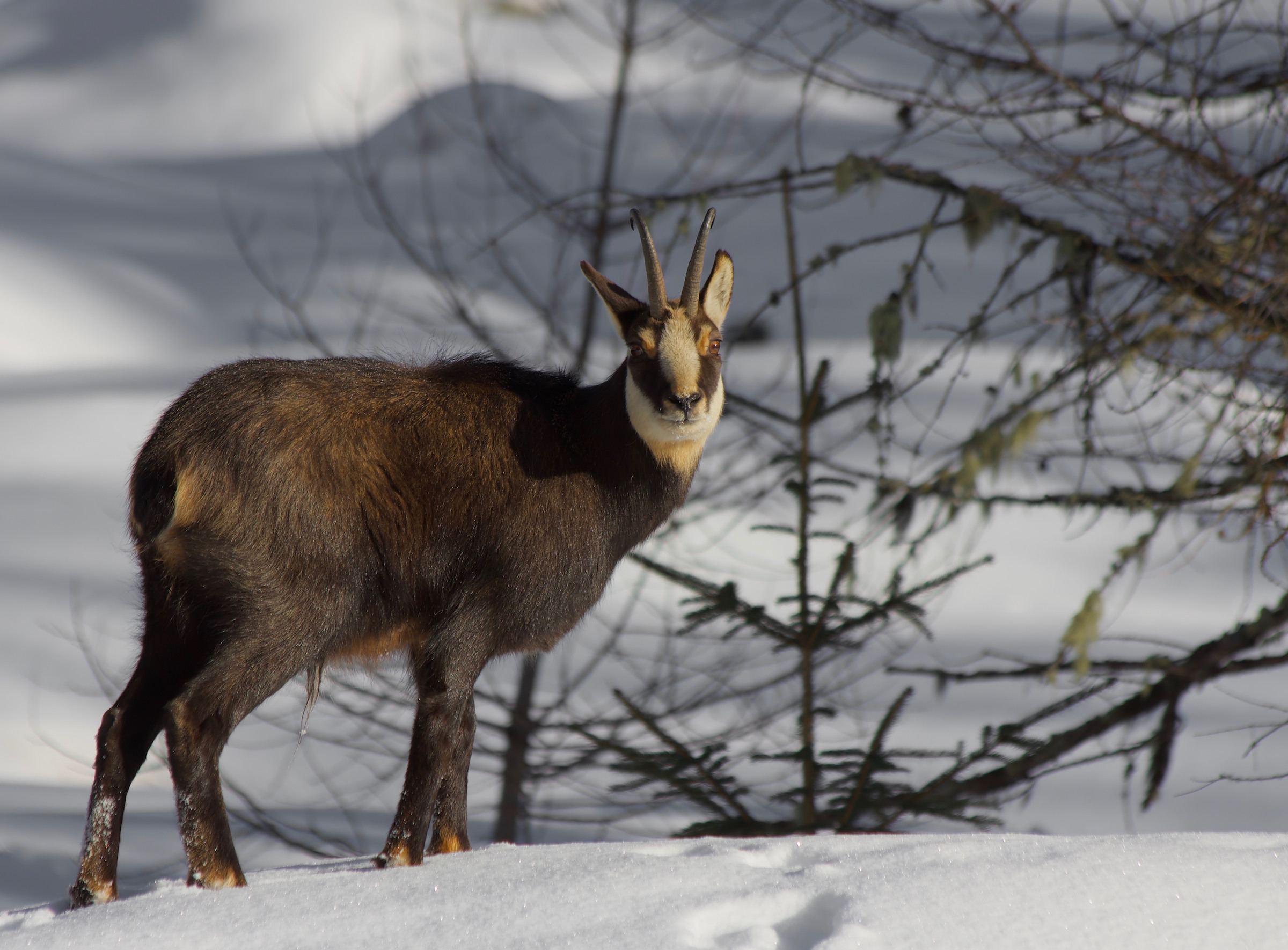 At the edge of the woods