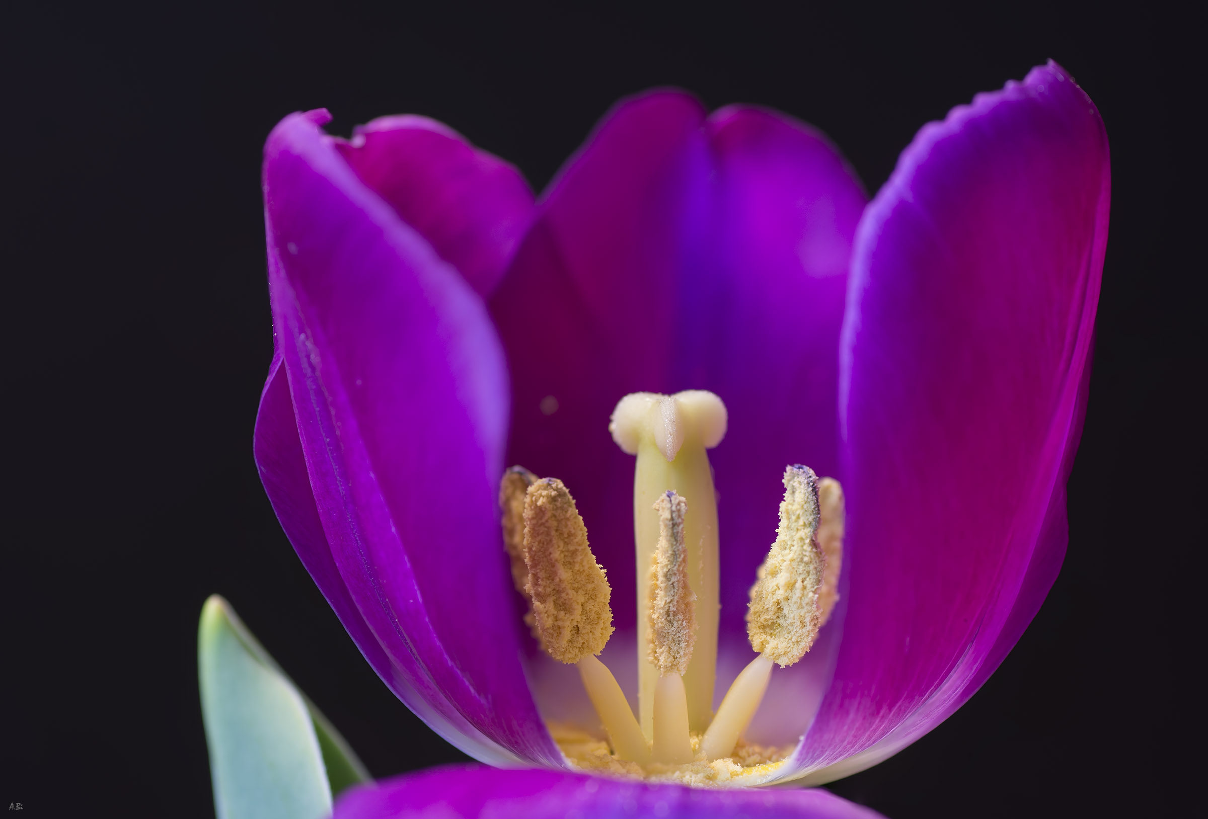 peeking into the tulip