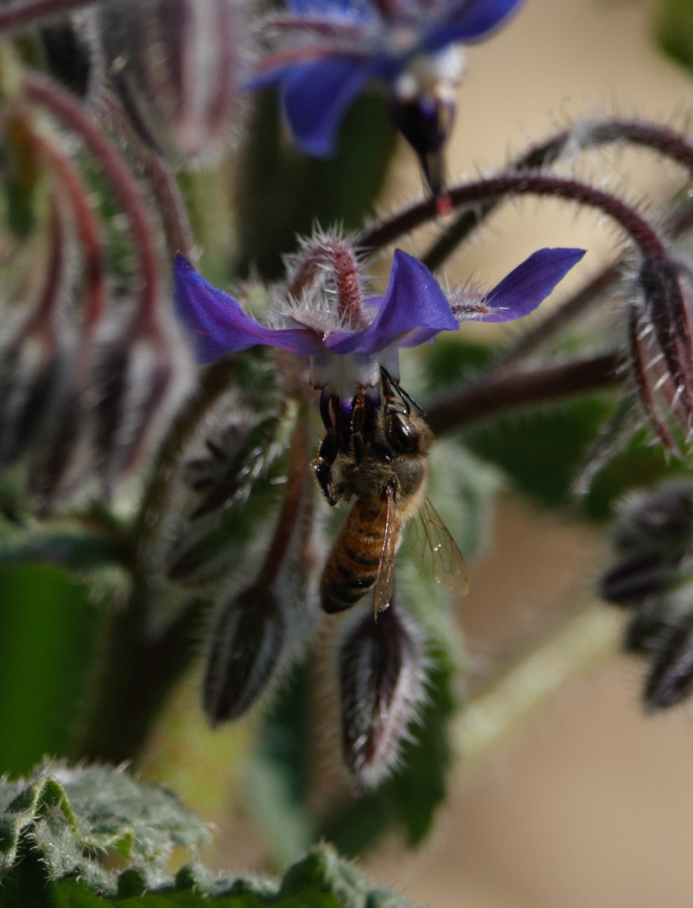 bee on flower