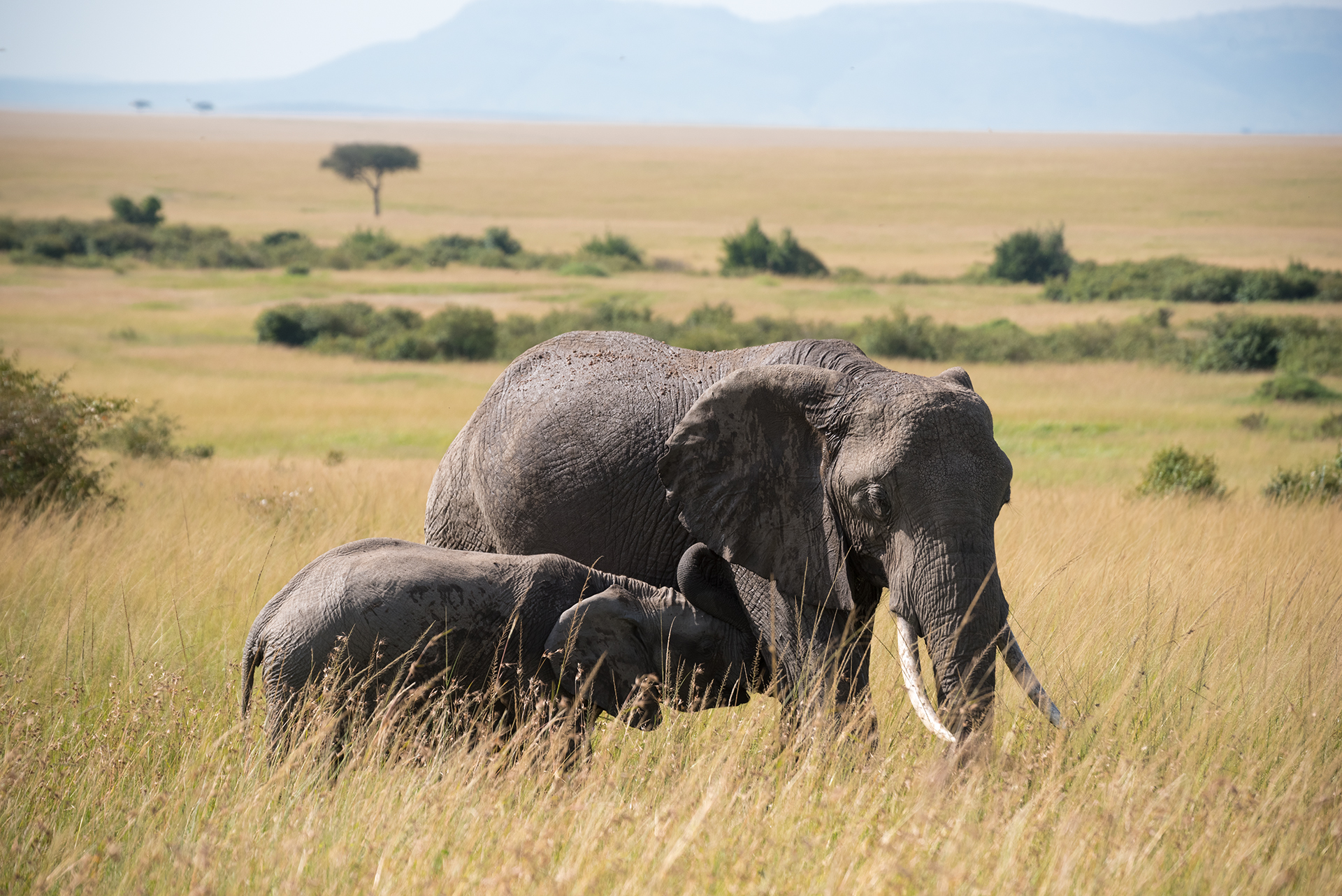 Maternal Bond - Masai Mara