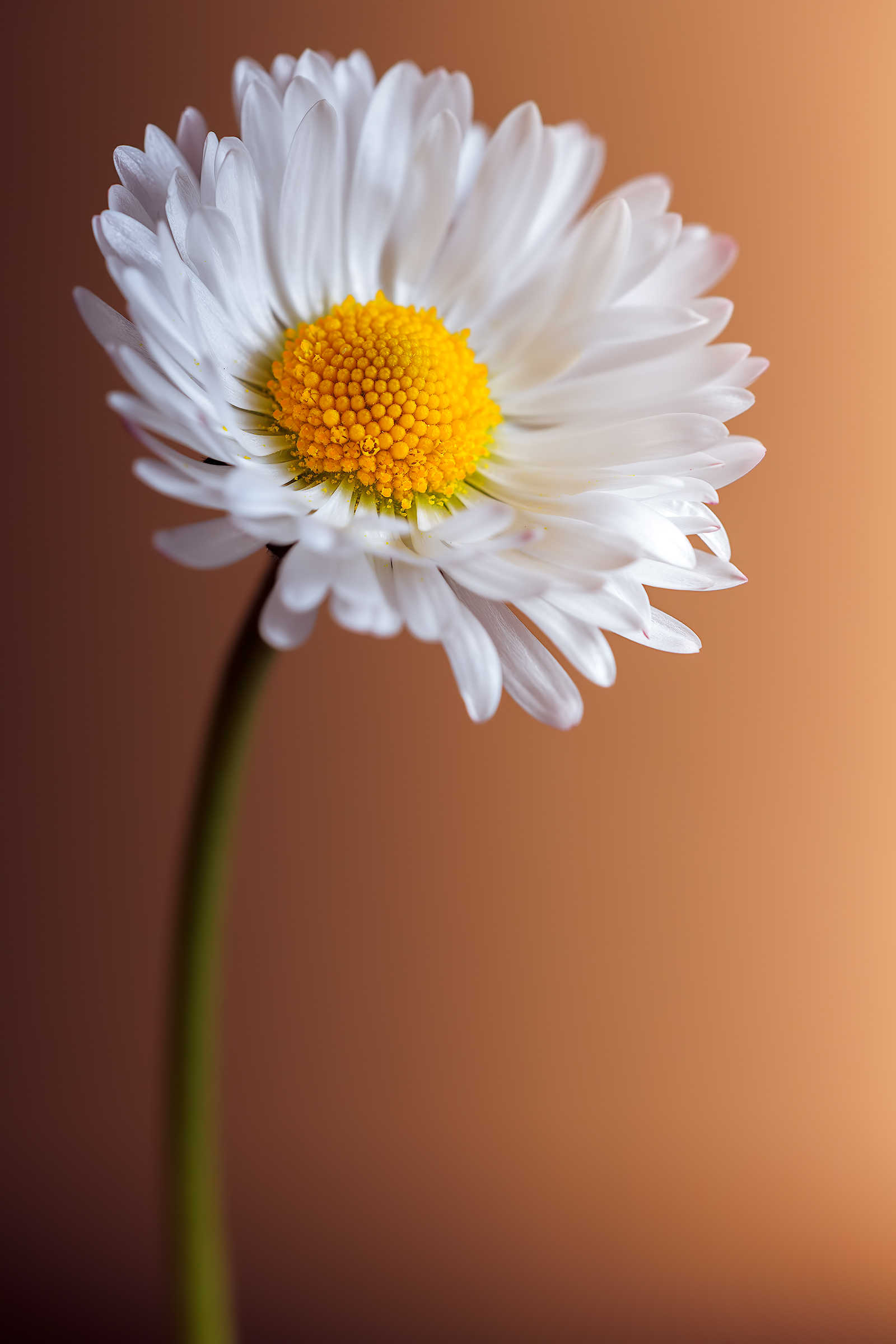 Leucanthemum vulgare.