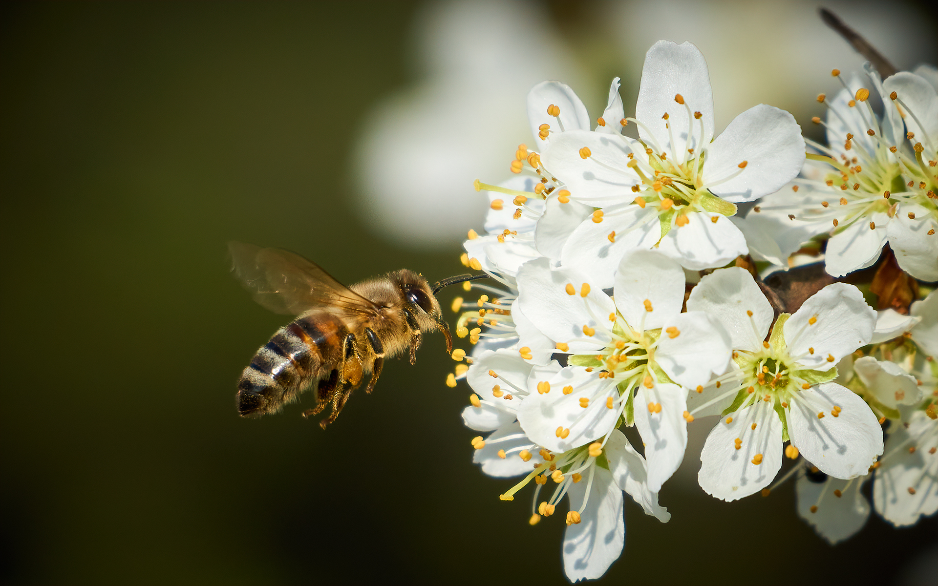 Pruno in bloom with bee - Sarezzano 19.03.20