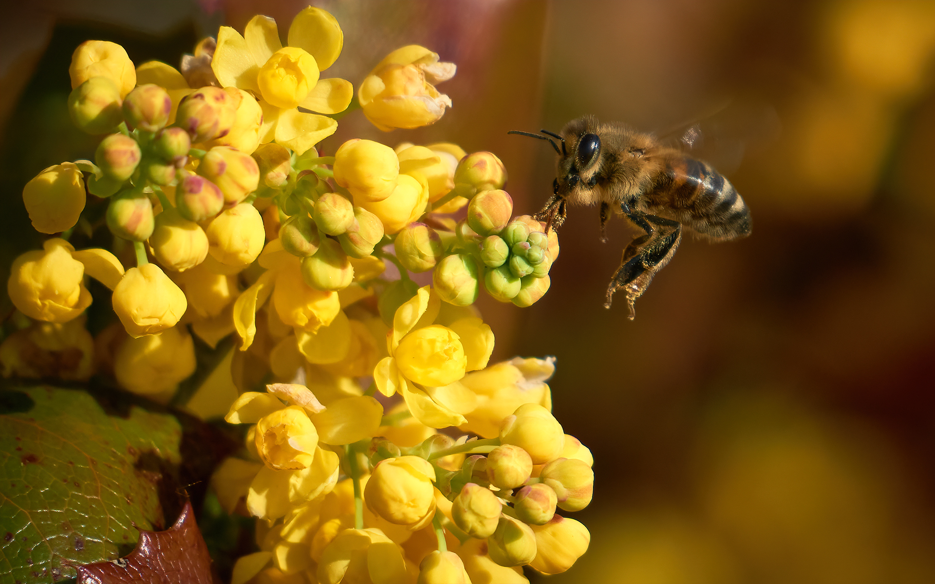 Mahonia in bloom with bee - Sarezzano 19.03.20